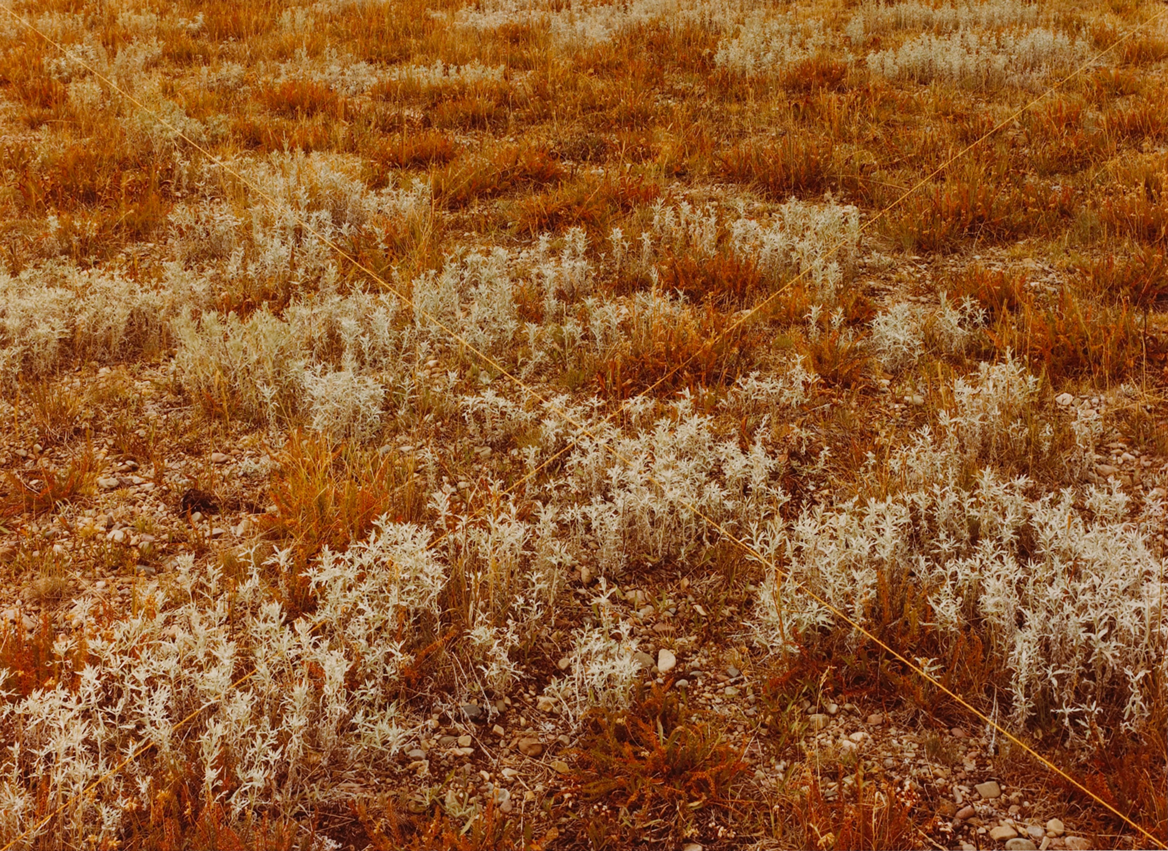 Meadow X, Orange  Grand Teton National Park, Wyoming