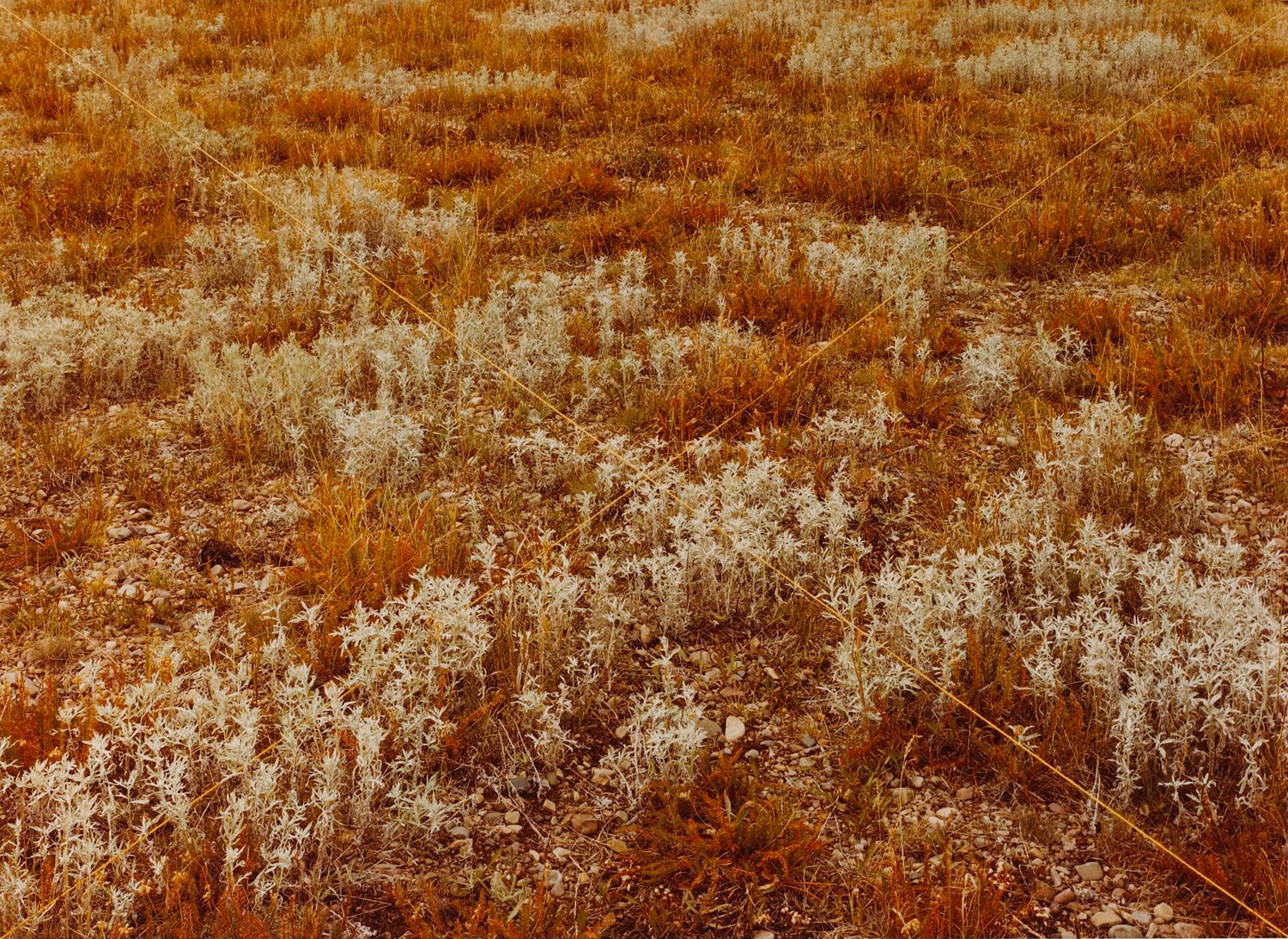Meadow X, Orange Grand Teton National Park, Wyoming