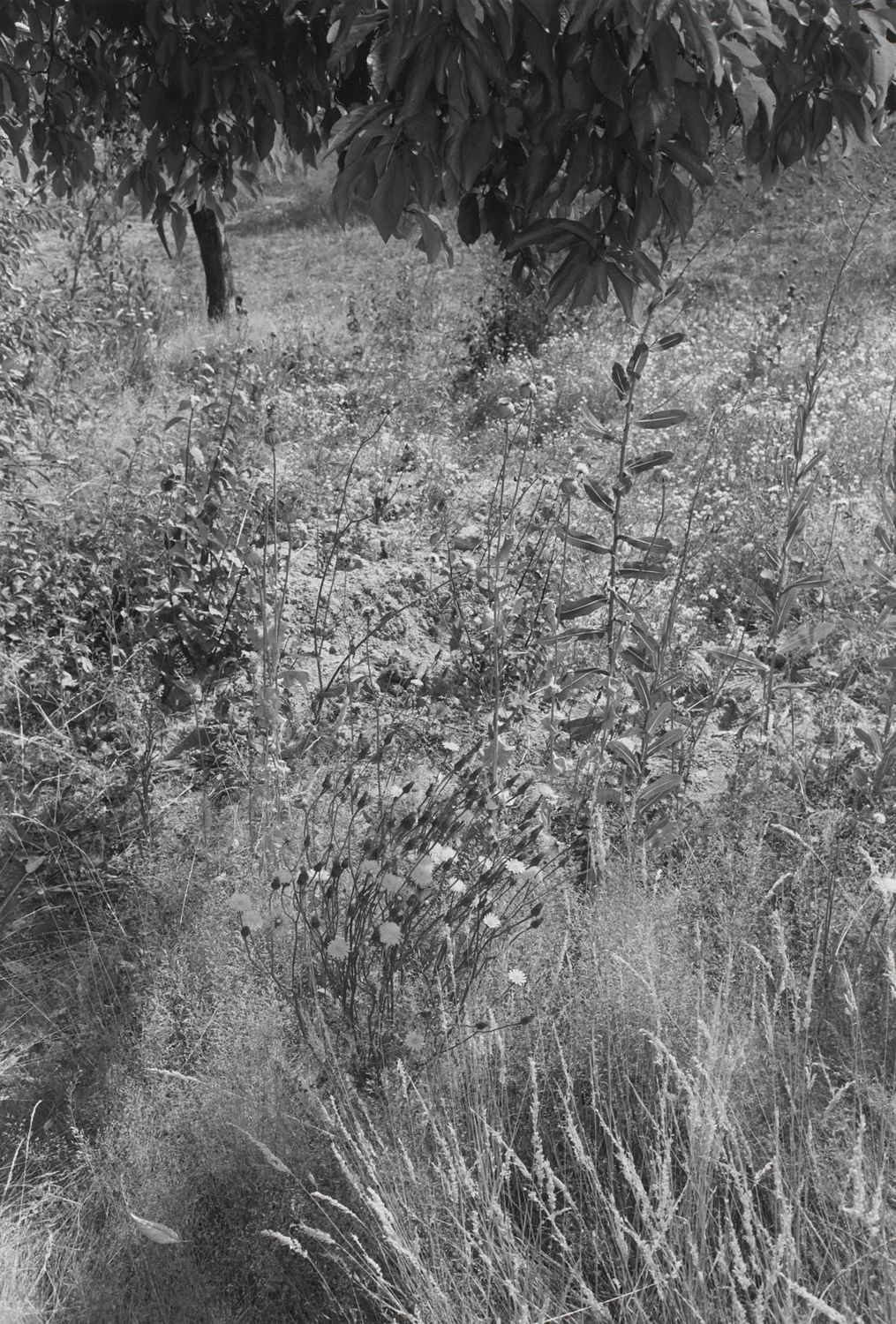 Untitled, Olympia, Washington (Field of Wildflowers)