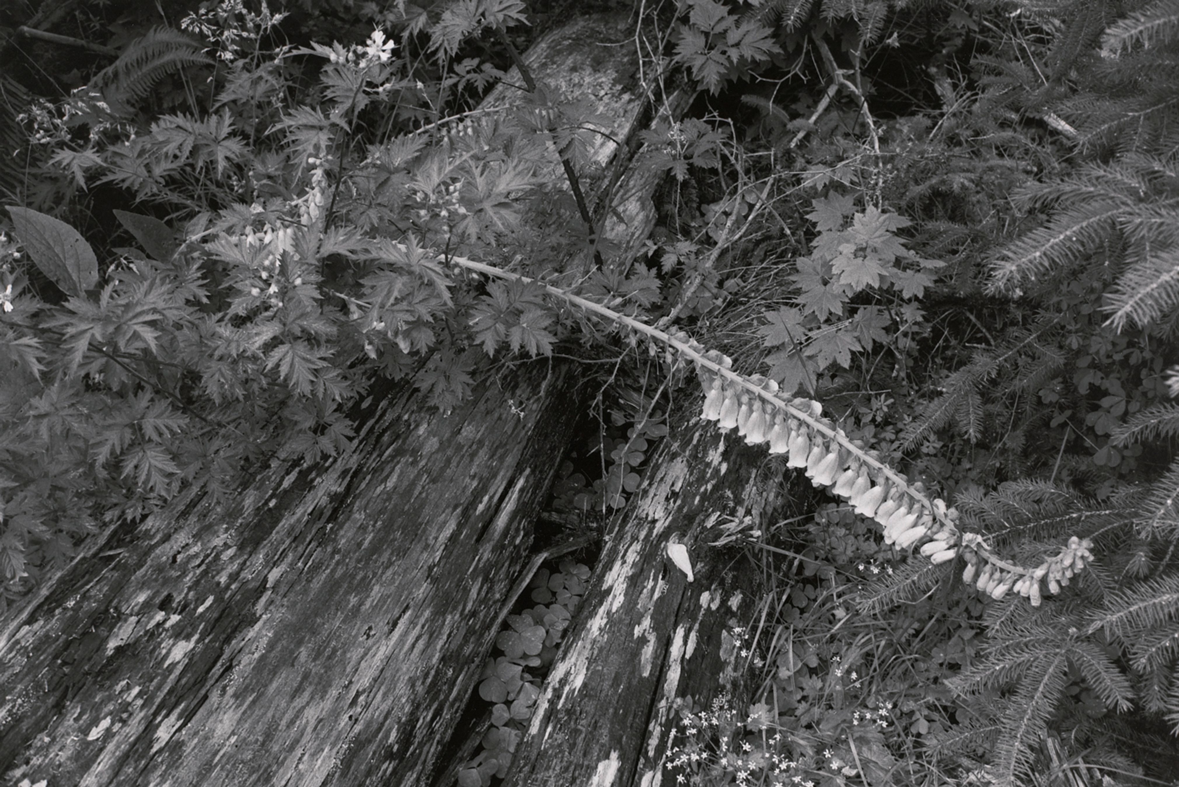 Hoh Valley Series, Washington