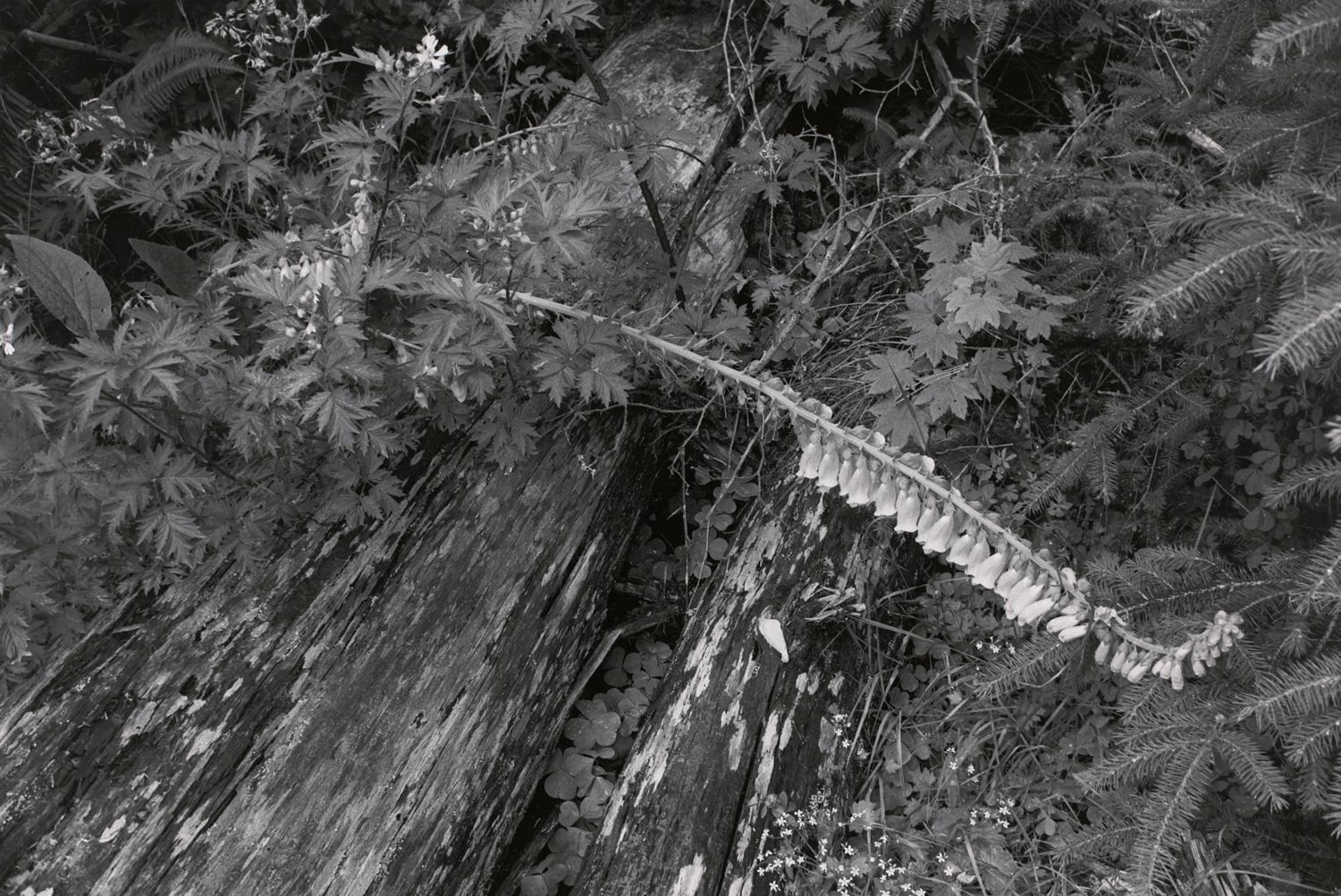 Hoh Valley Series, Washington