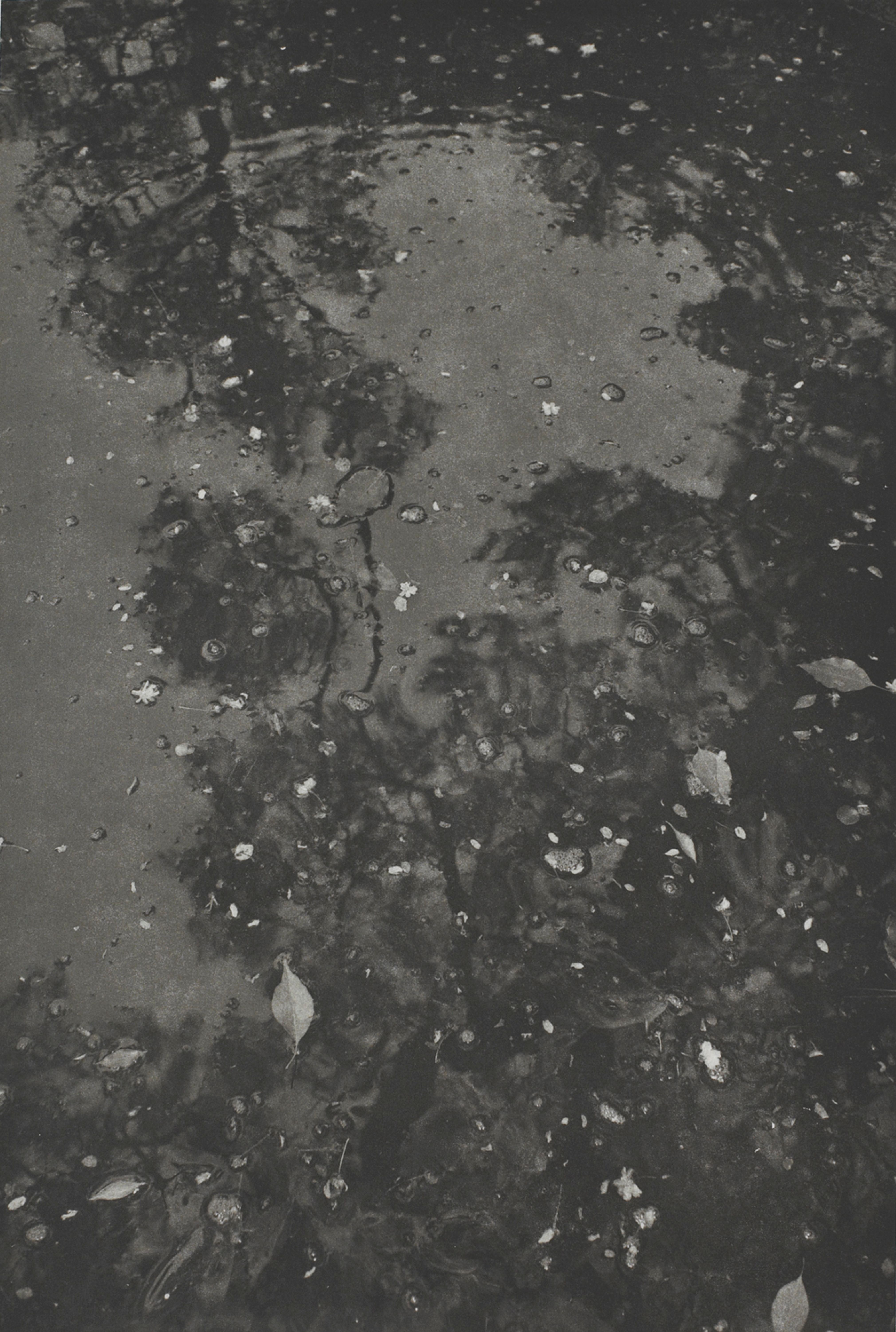 Kyoto (leaves and shadows on surface of water)