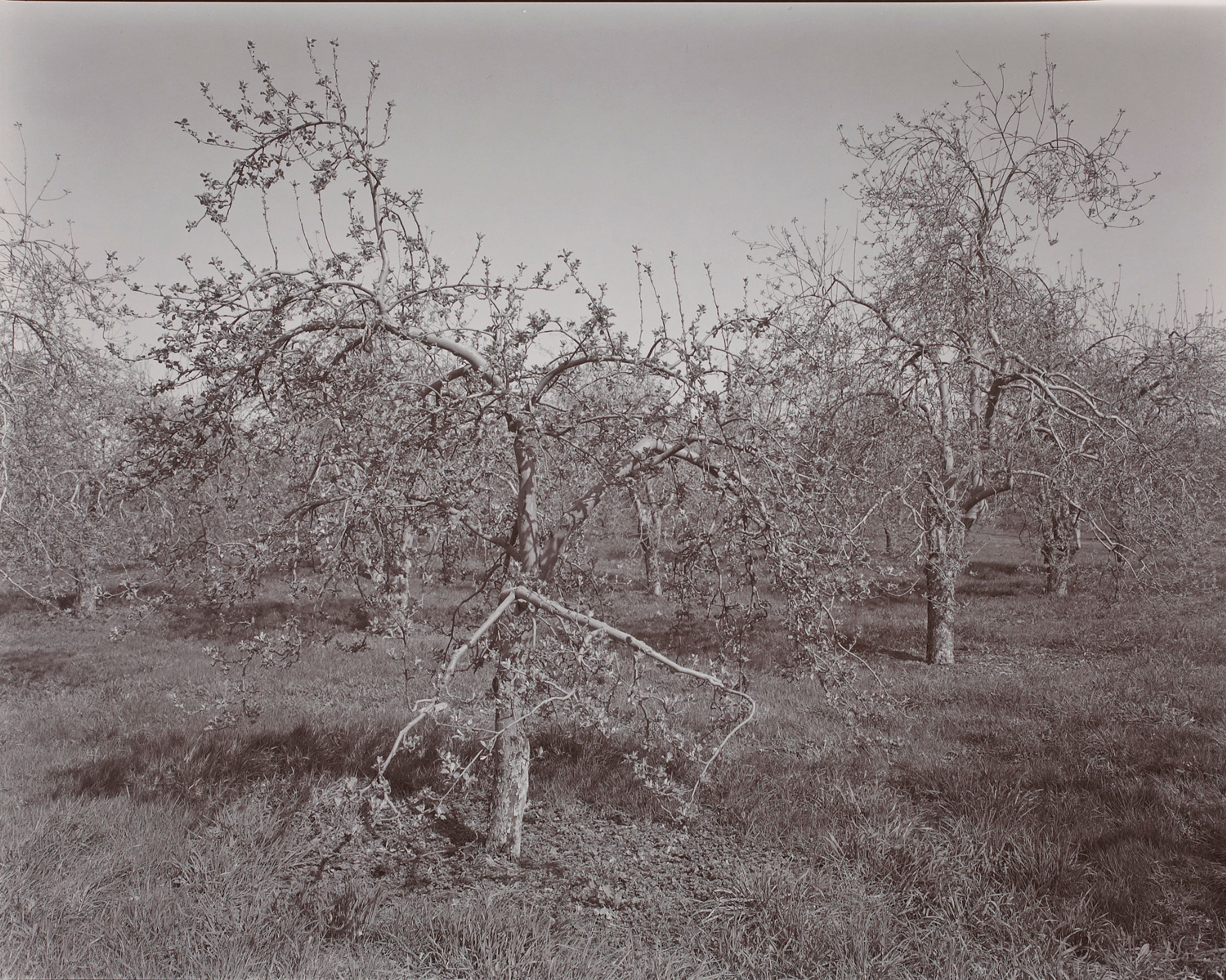 Poultneyville Orchard