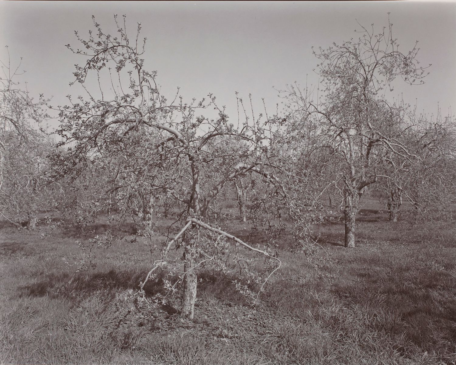Poultneyville Orchard