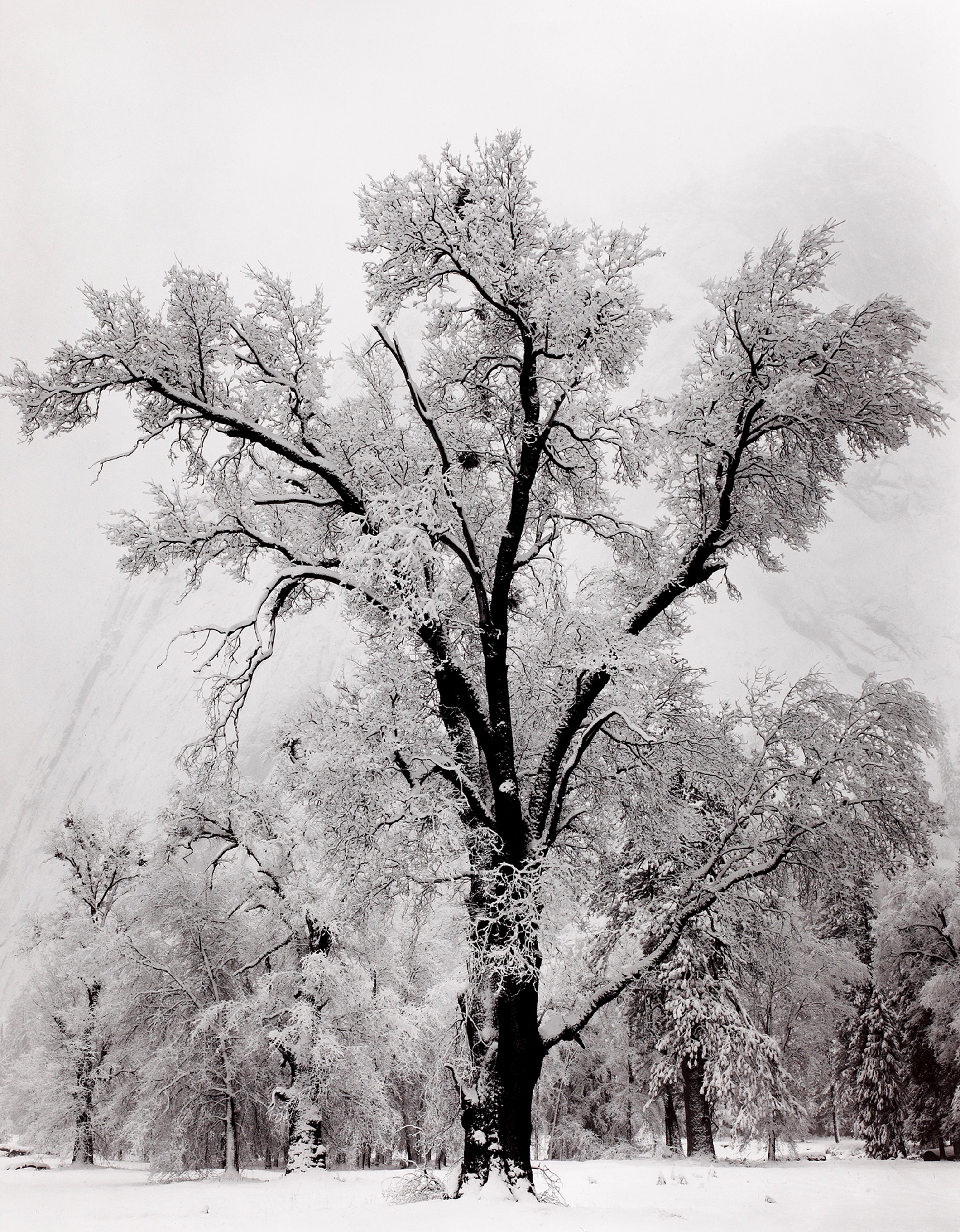 Oak Tree, Snowstorm, Yosemite National Park, California