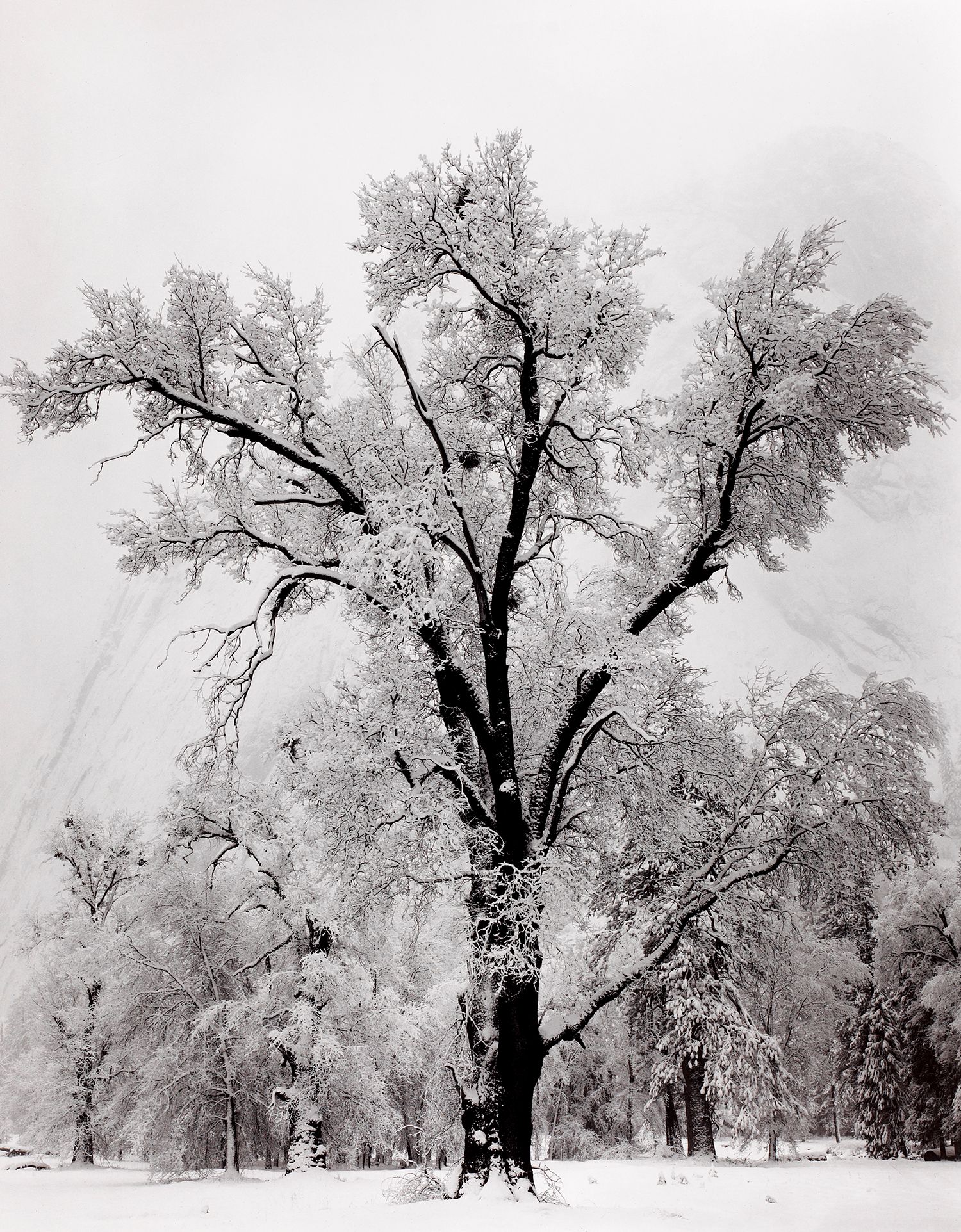 Oak Tree, Snowstorm, Yosemite National Park, California