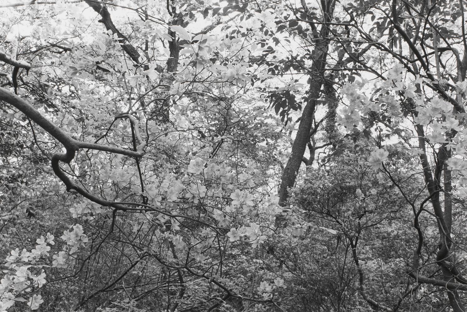 Untitled, Tokyo, Japan (Thick Brush with White Blosssoms)