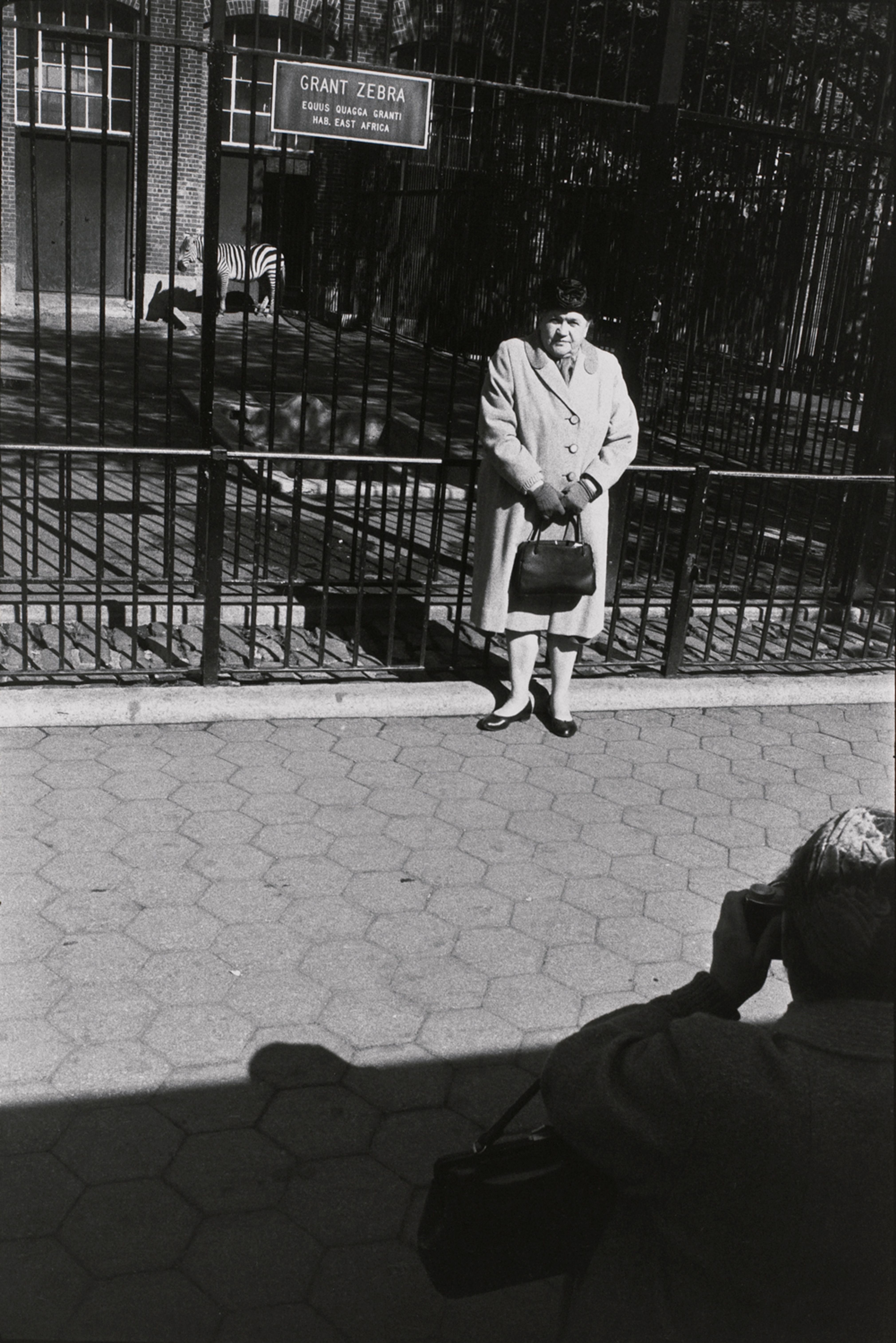 Untitled (Woman getting her picture taken in front of the Giant Zebra cage)