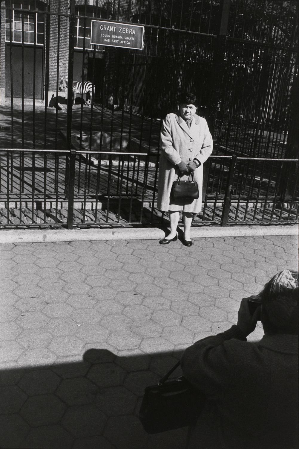 Untitled (Woman getting her picture taken in front of the Giant Zebra cage)