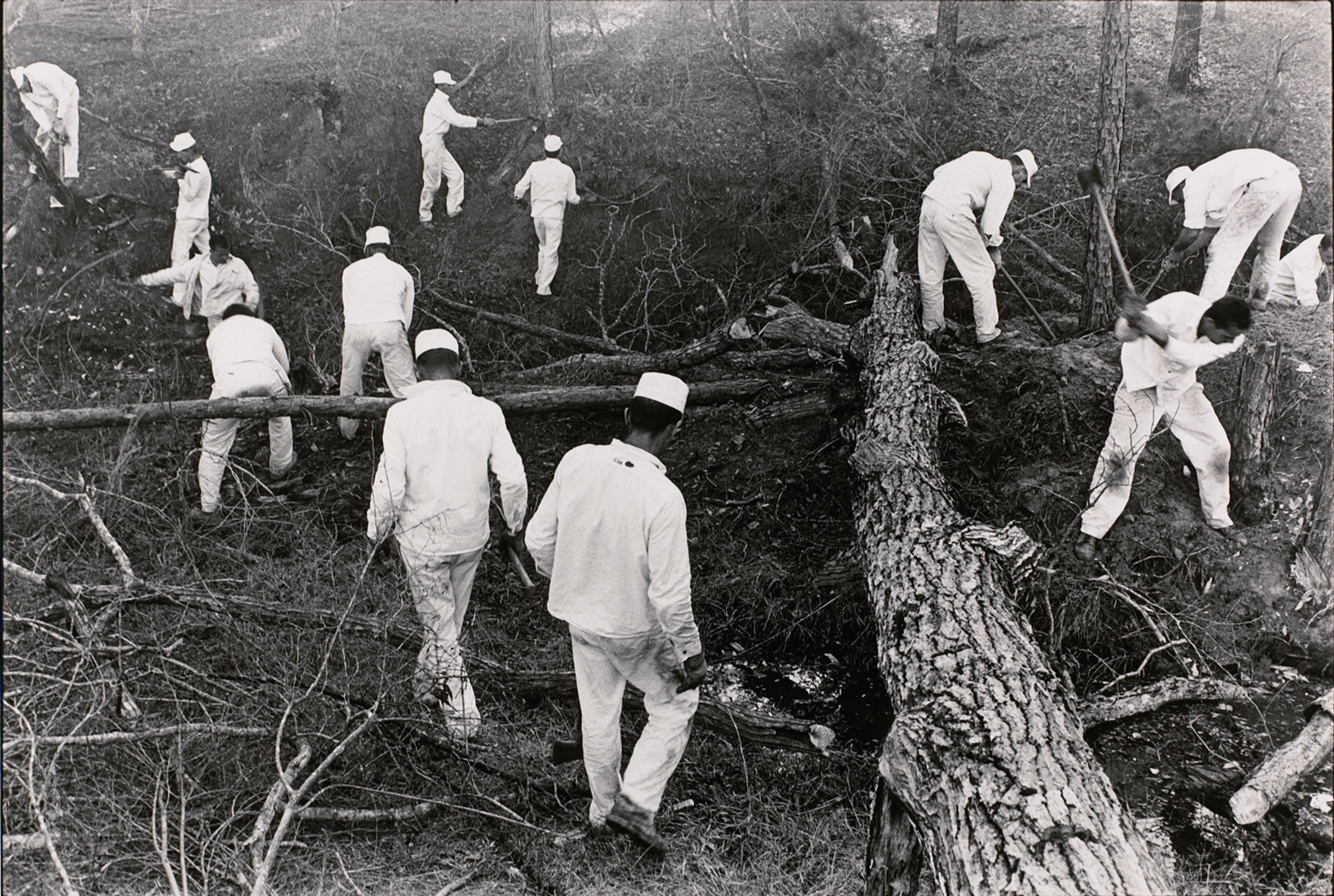 Clearing land