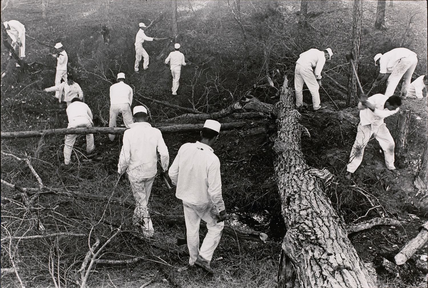 Clearing land