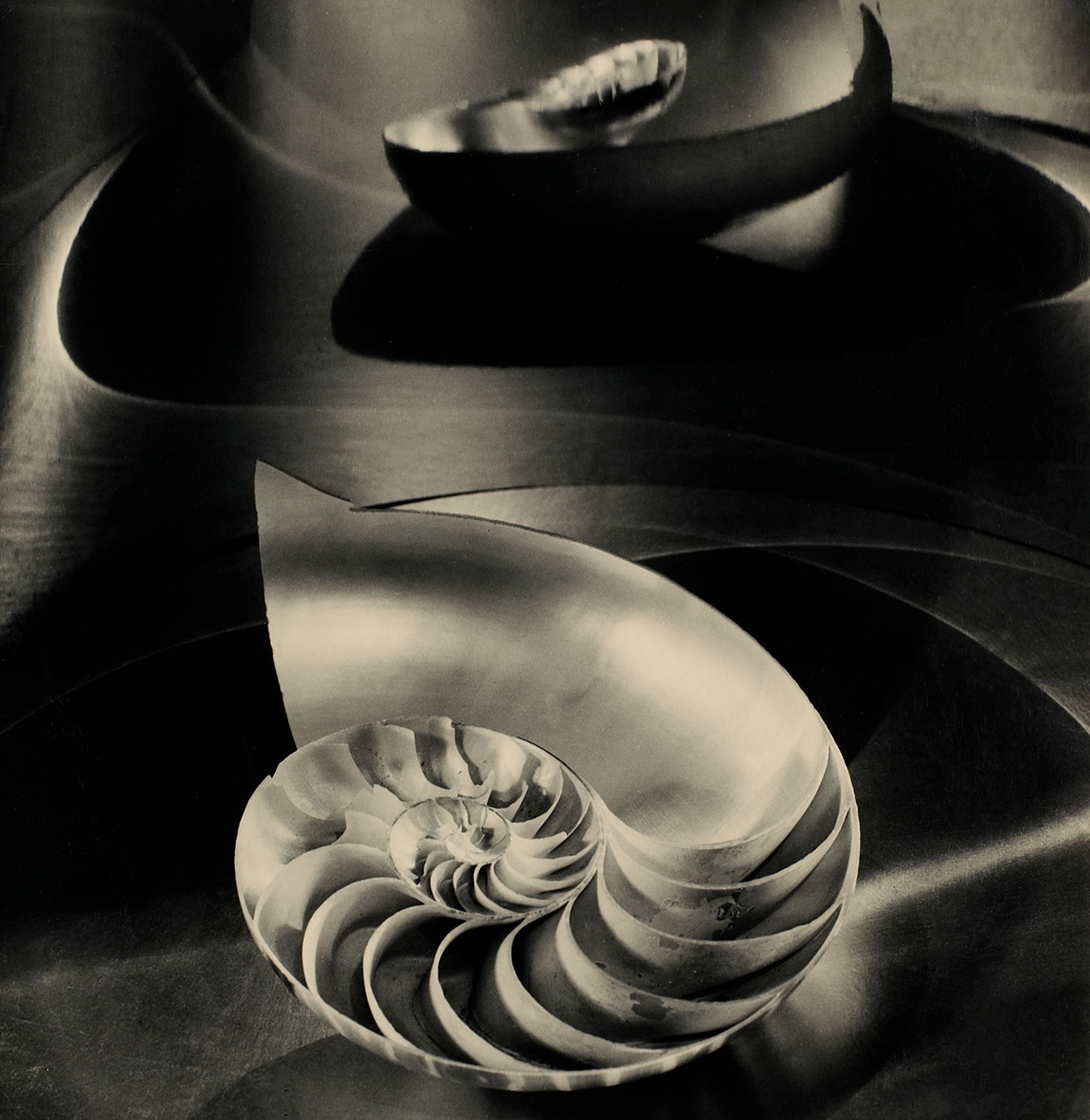 Halfred Nautilus