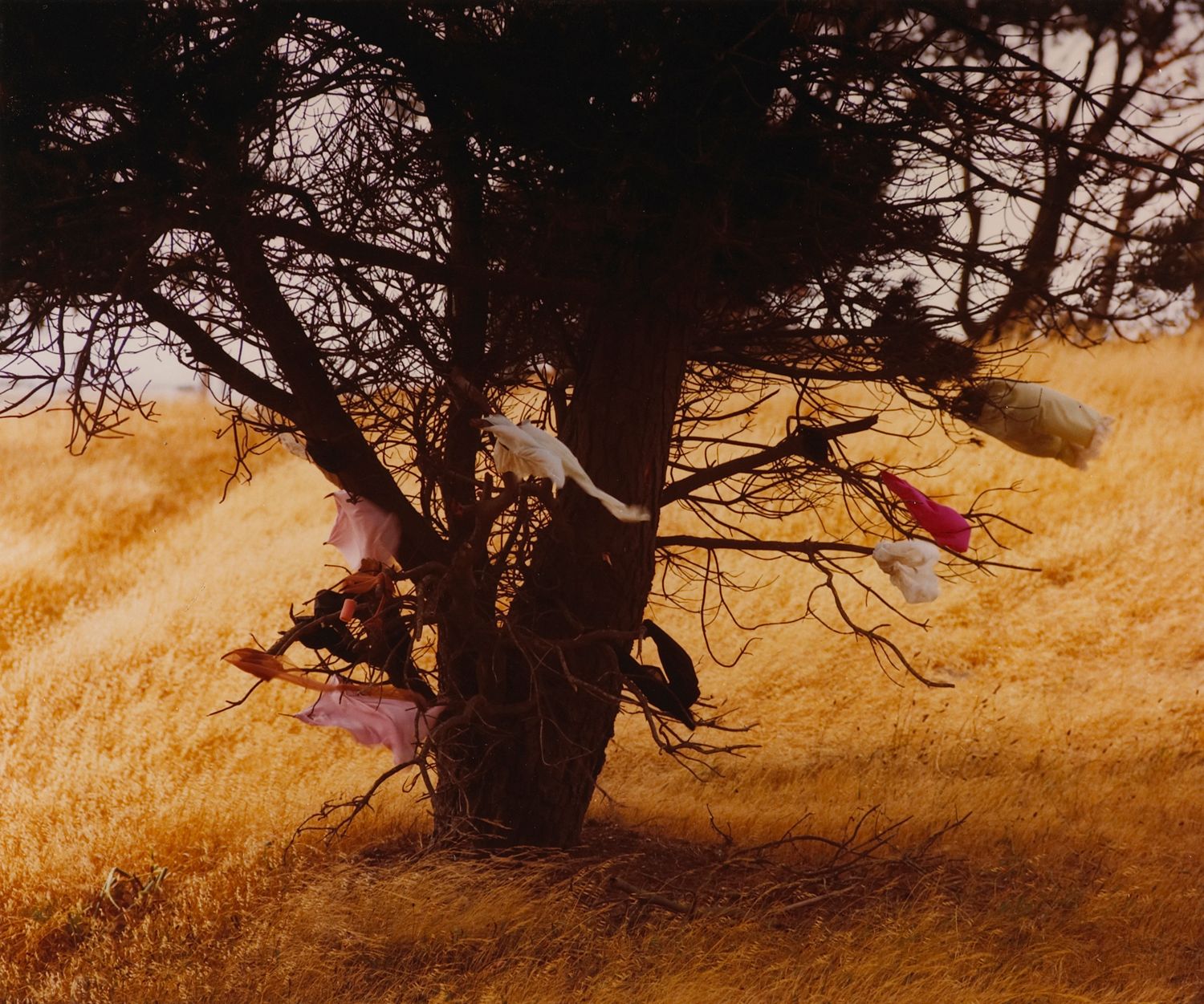 Decorated Pine Tree, San Francisco, California
