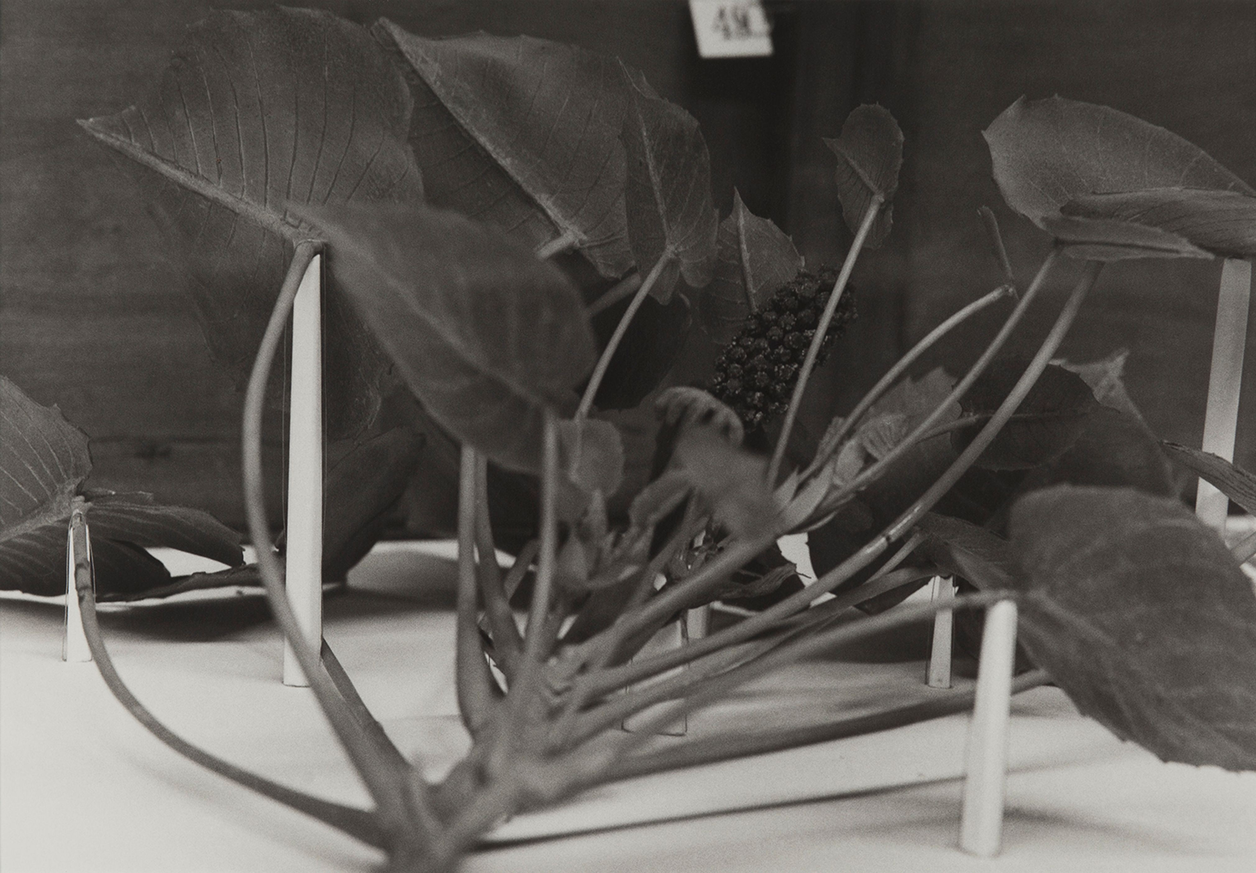 Dominican Republic, 1989
Blaschka Model 601, 1896
Genus no. 4493
Family, Euphorbiaceae
Hura crepitans Linn.
Sandbox tree