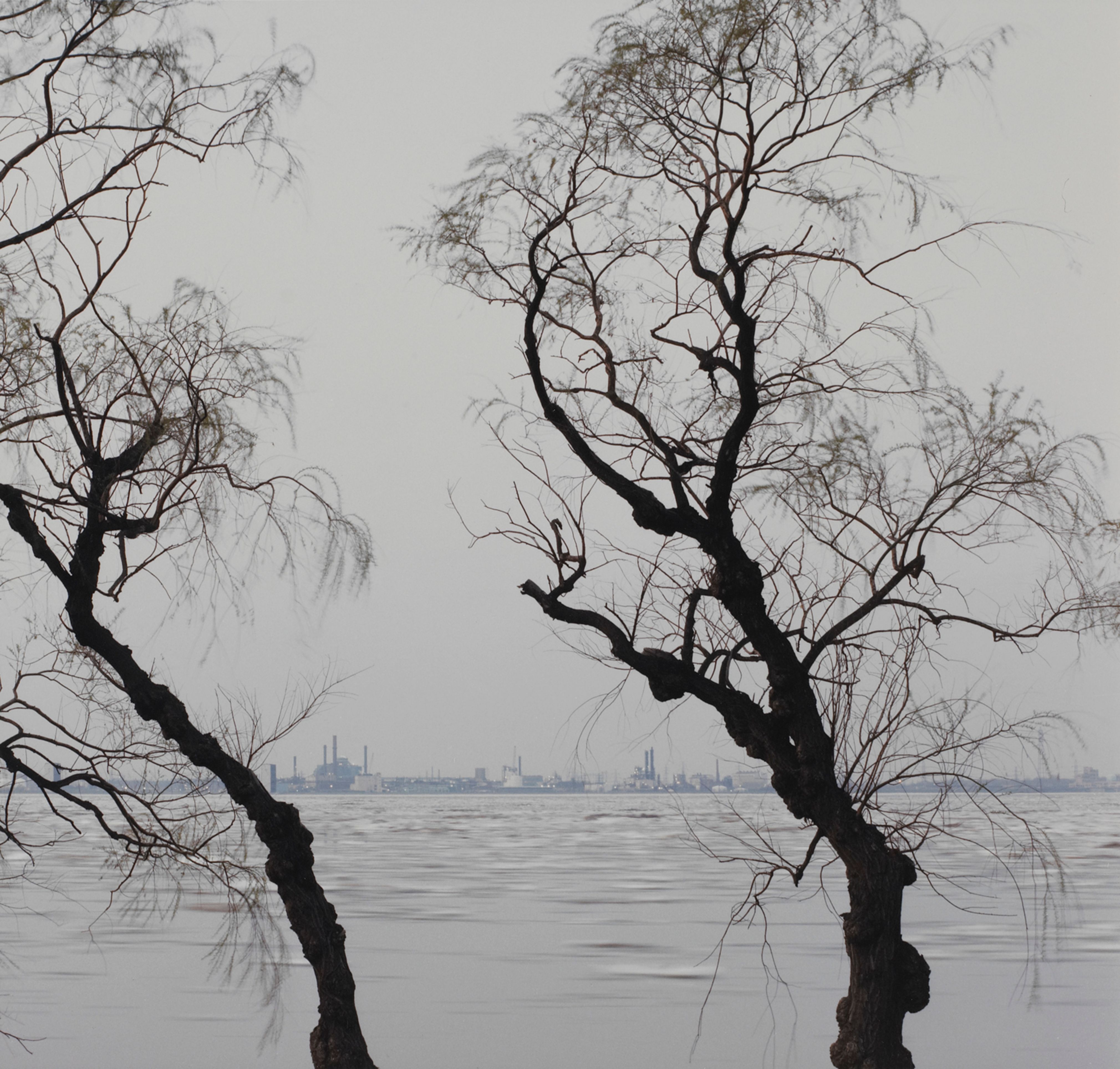 Willows and Spring Ice