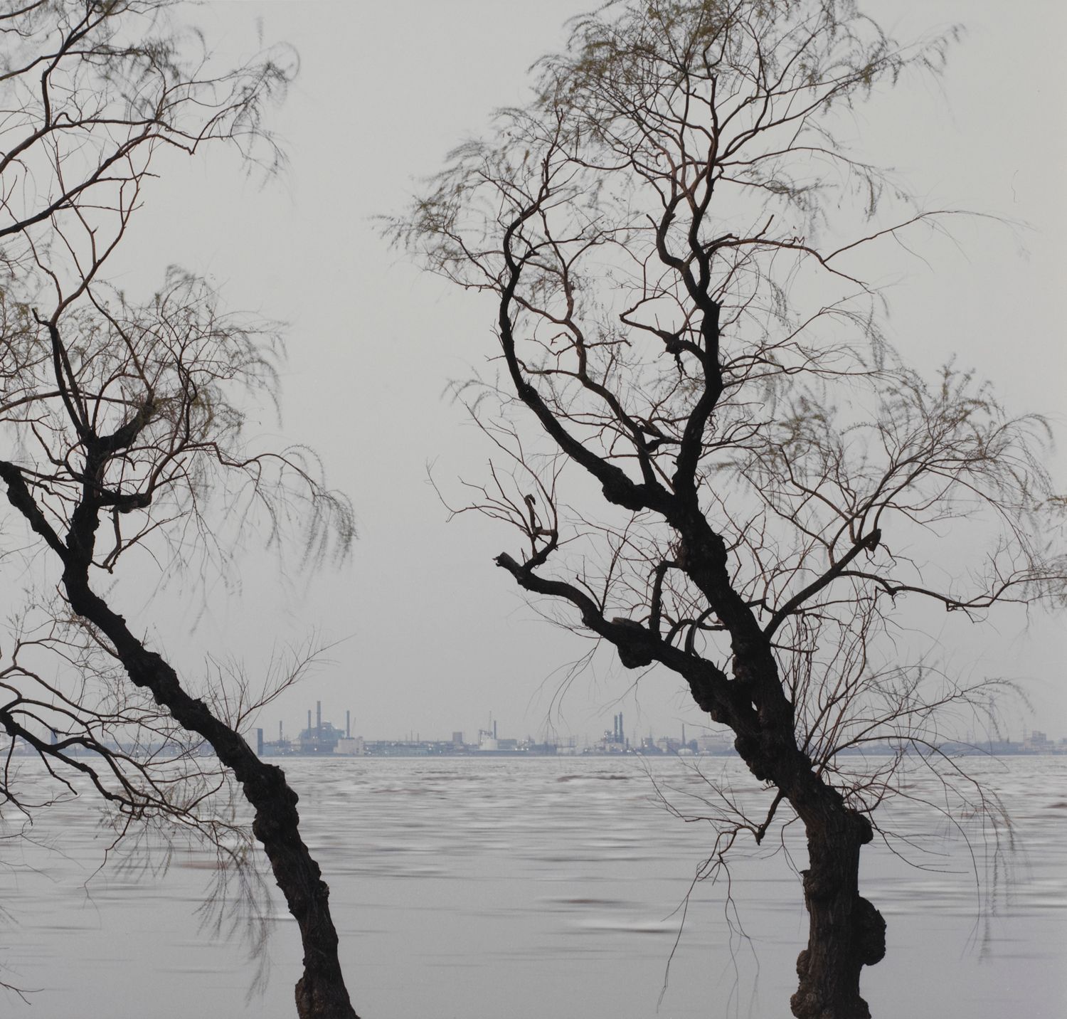 Willows and Spring Ice