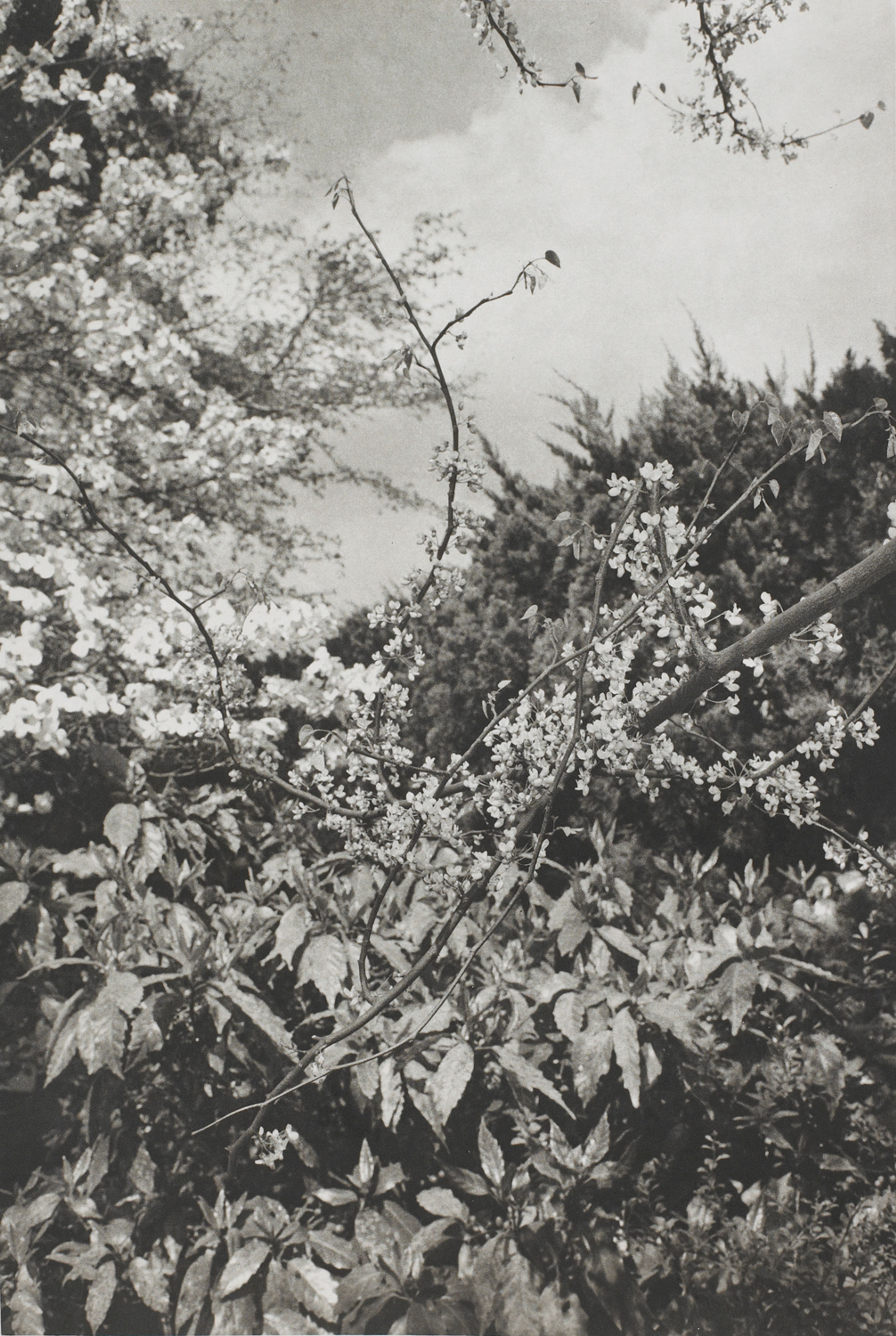 Tokyo (close-up of branch with blossoms)