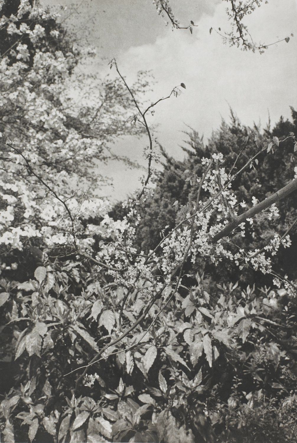 Tokyo (close-up of branch with blossoms)