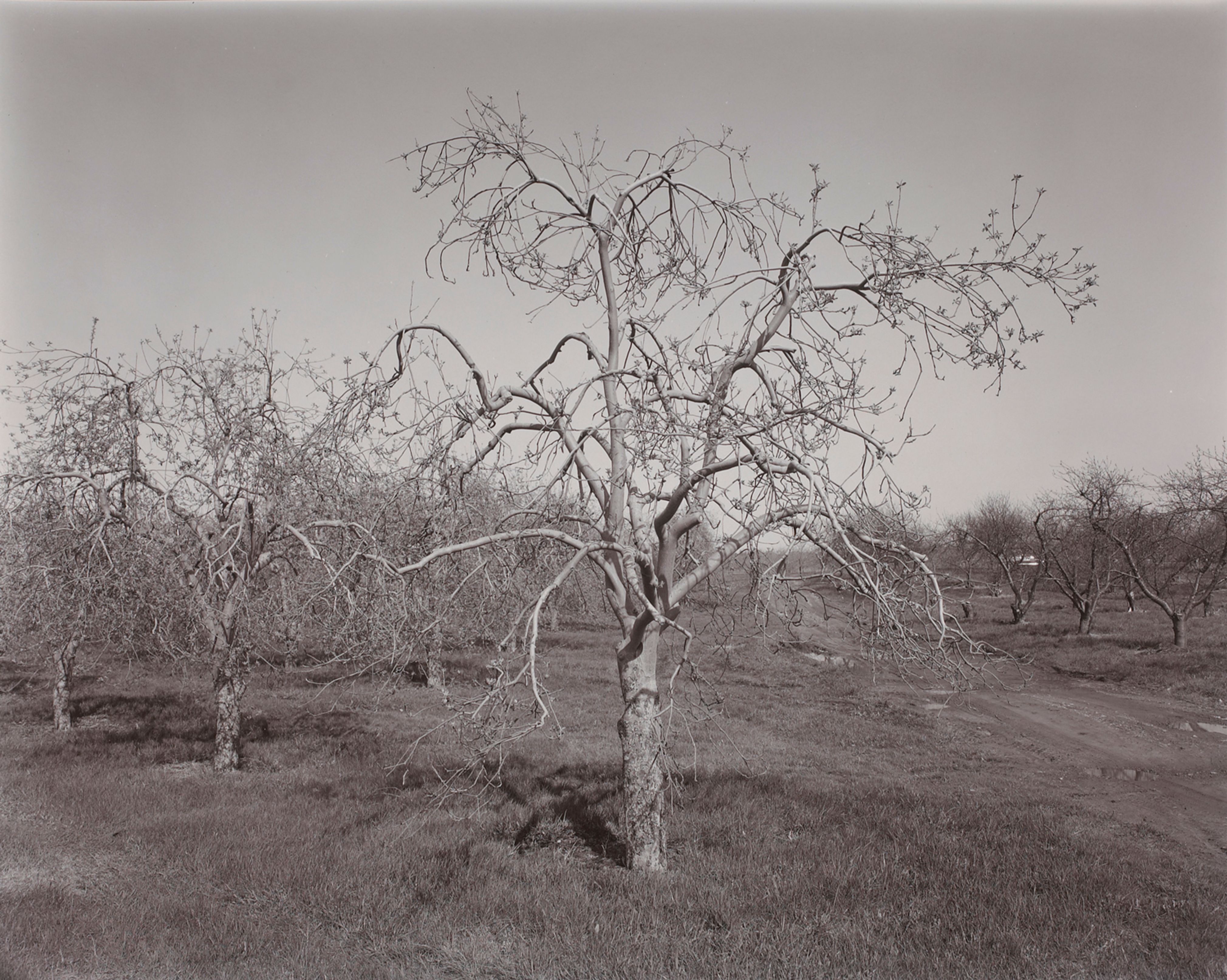 Poultneyville Orchard