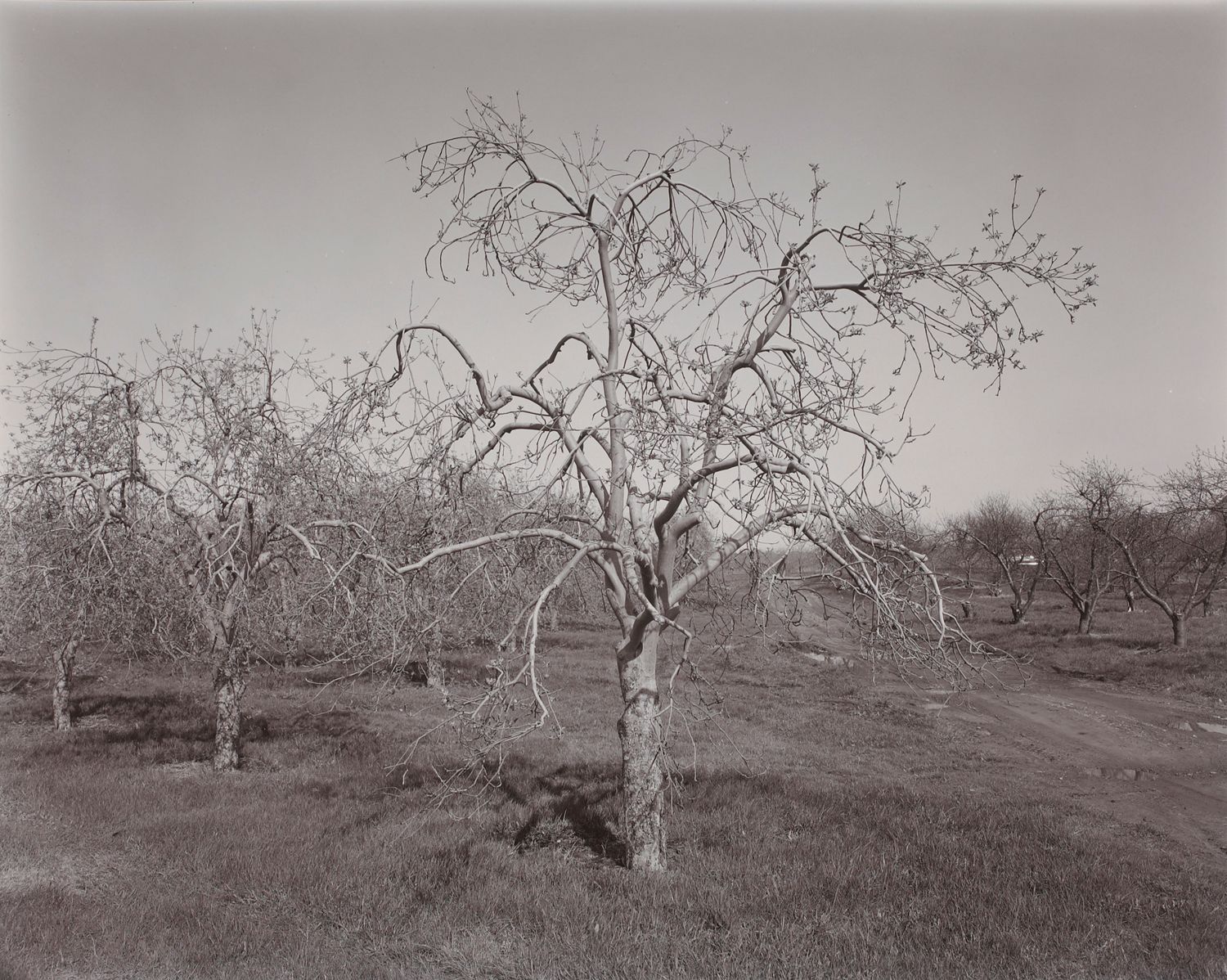 Poultneyville Orchard
