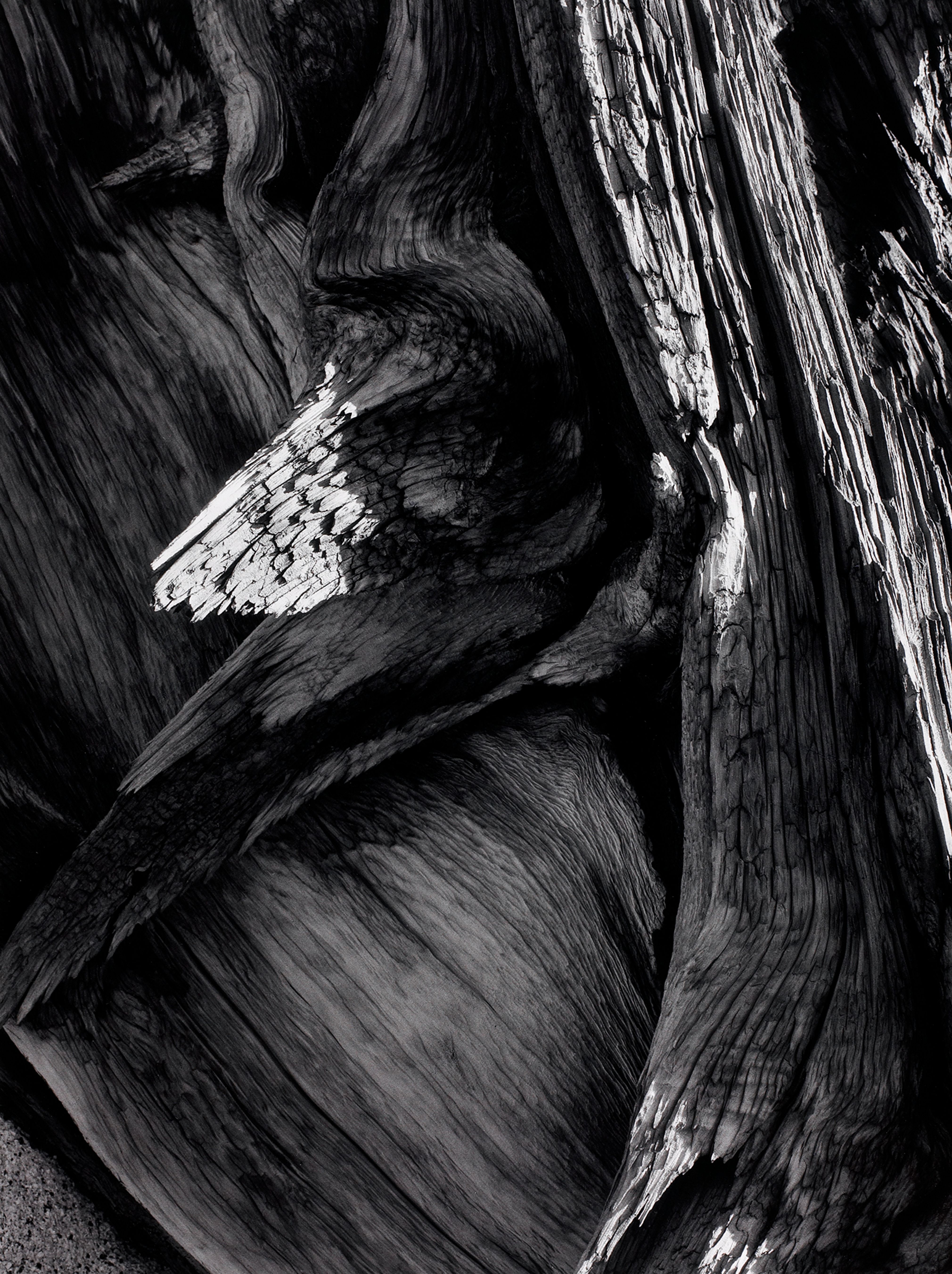 Juniper Tree Detail, Sequoia National Park