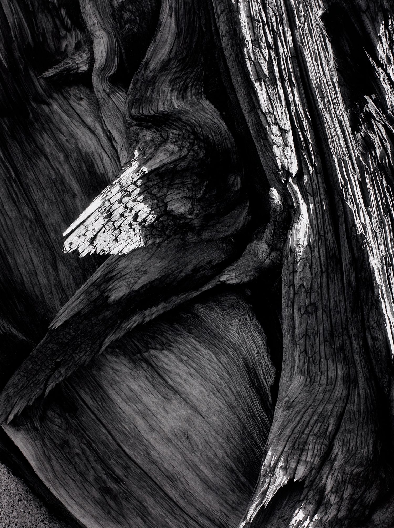 Juniper Tree Detail, Sequoia National Park