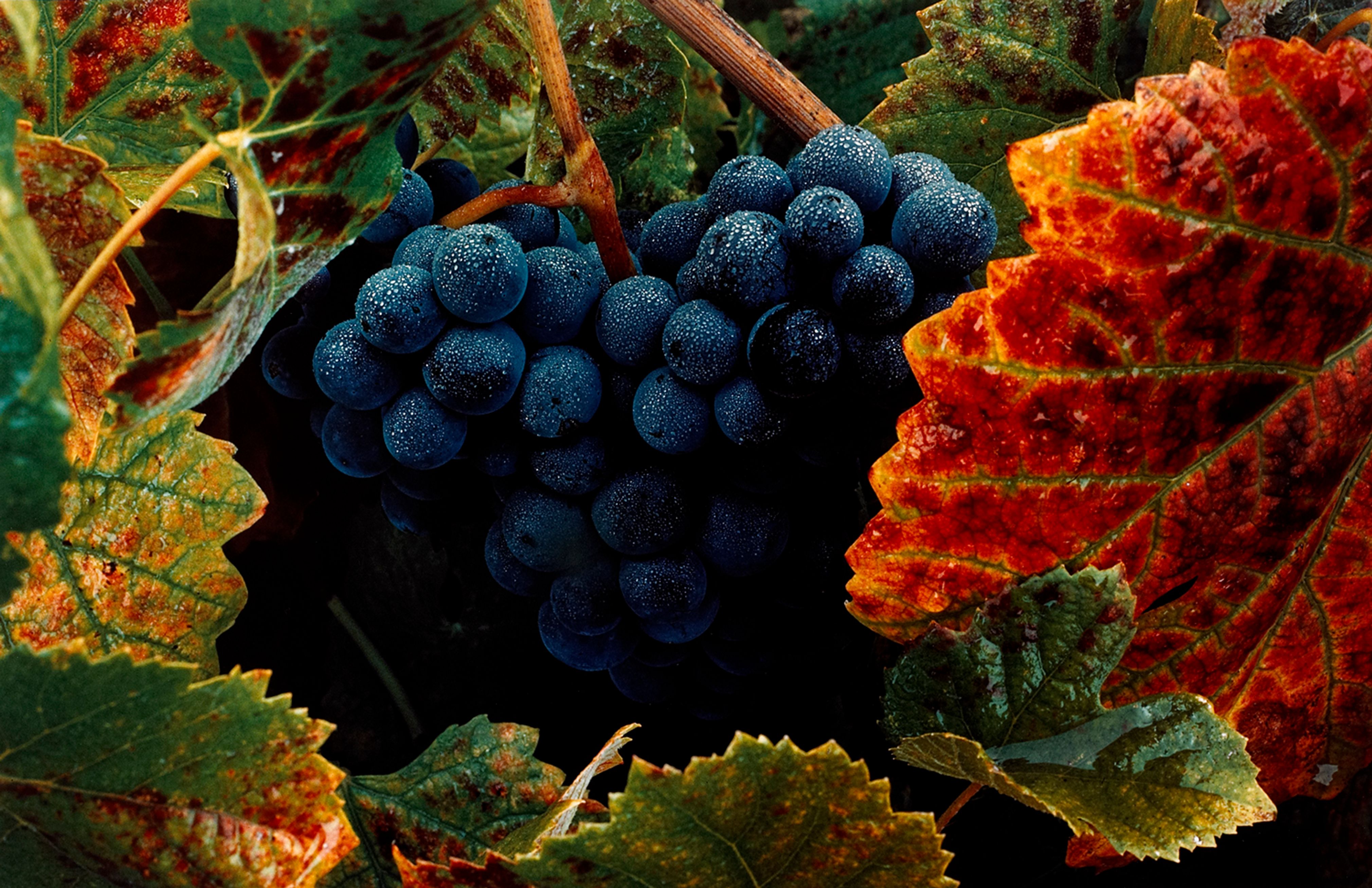 Grape Cluster