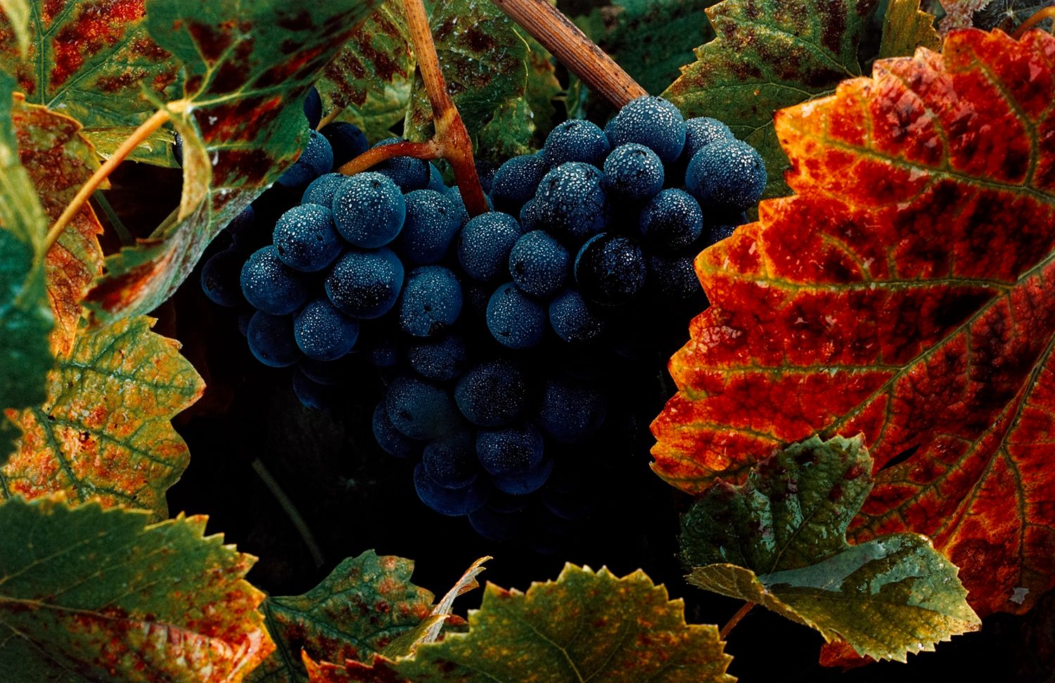 Grape Cluster