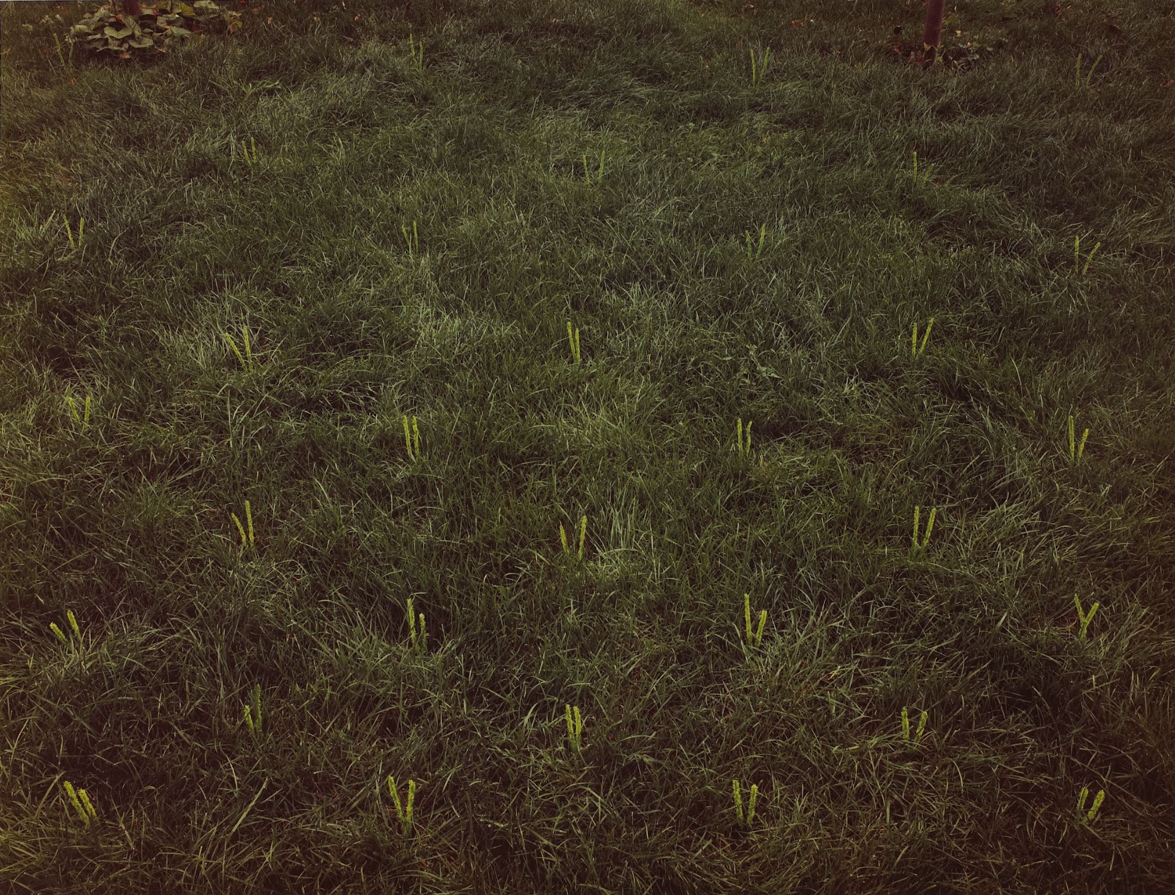 Lighthouse, Tufted Lawn, Potomac Avenue, Buffalo, New York