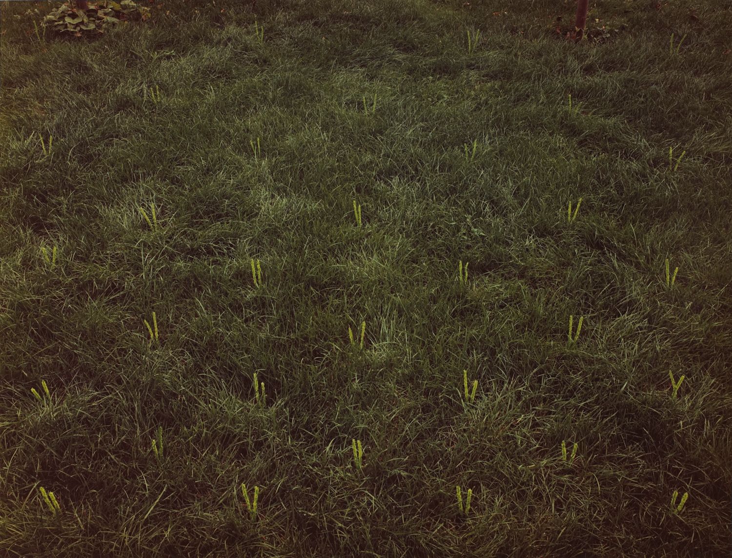 Lighthouse, Tufted Lawn, Potomac Avenue, Buffalo, New York