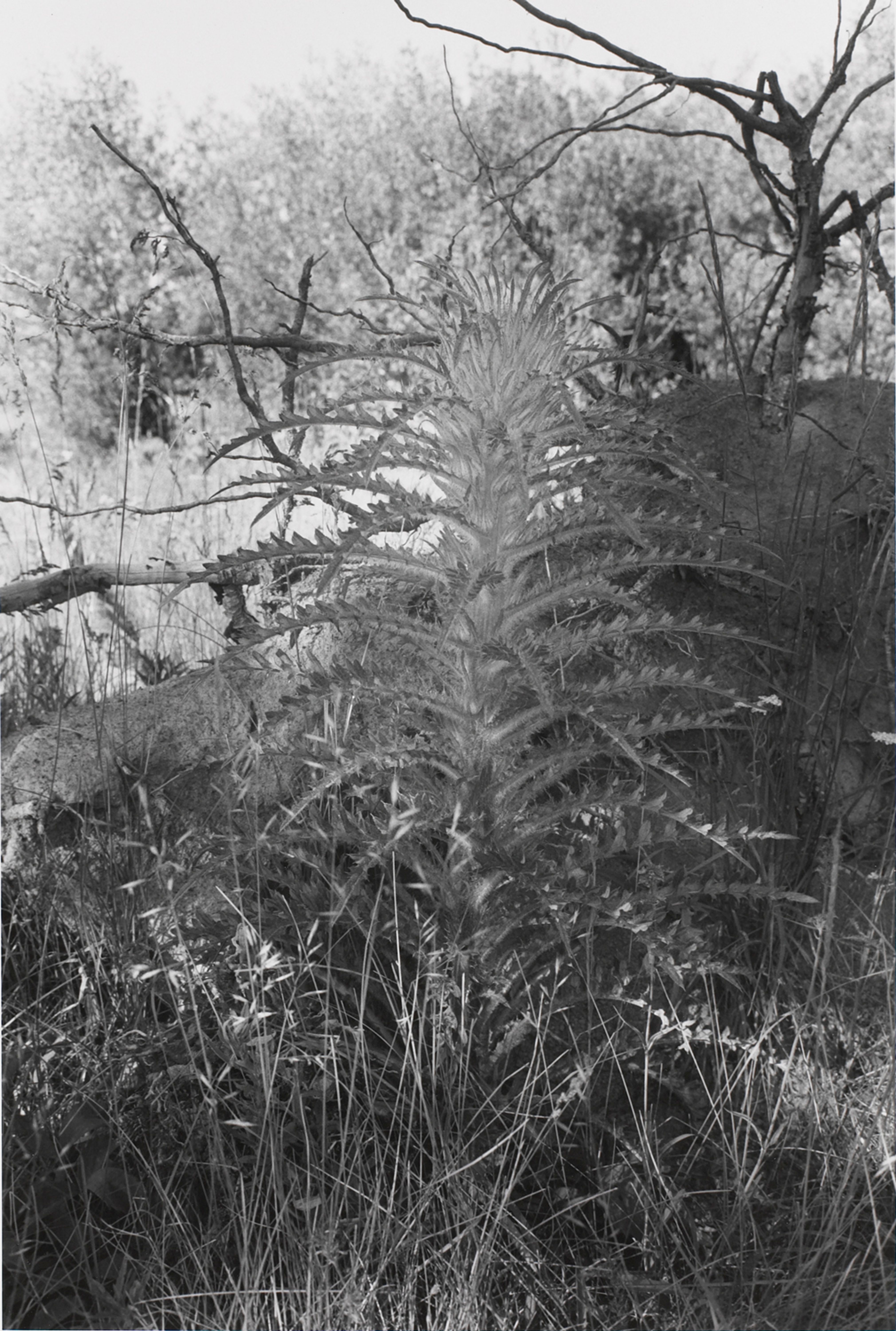 Untitled, West Yellowstone, Wyoming (Tall Weed)