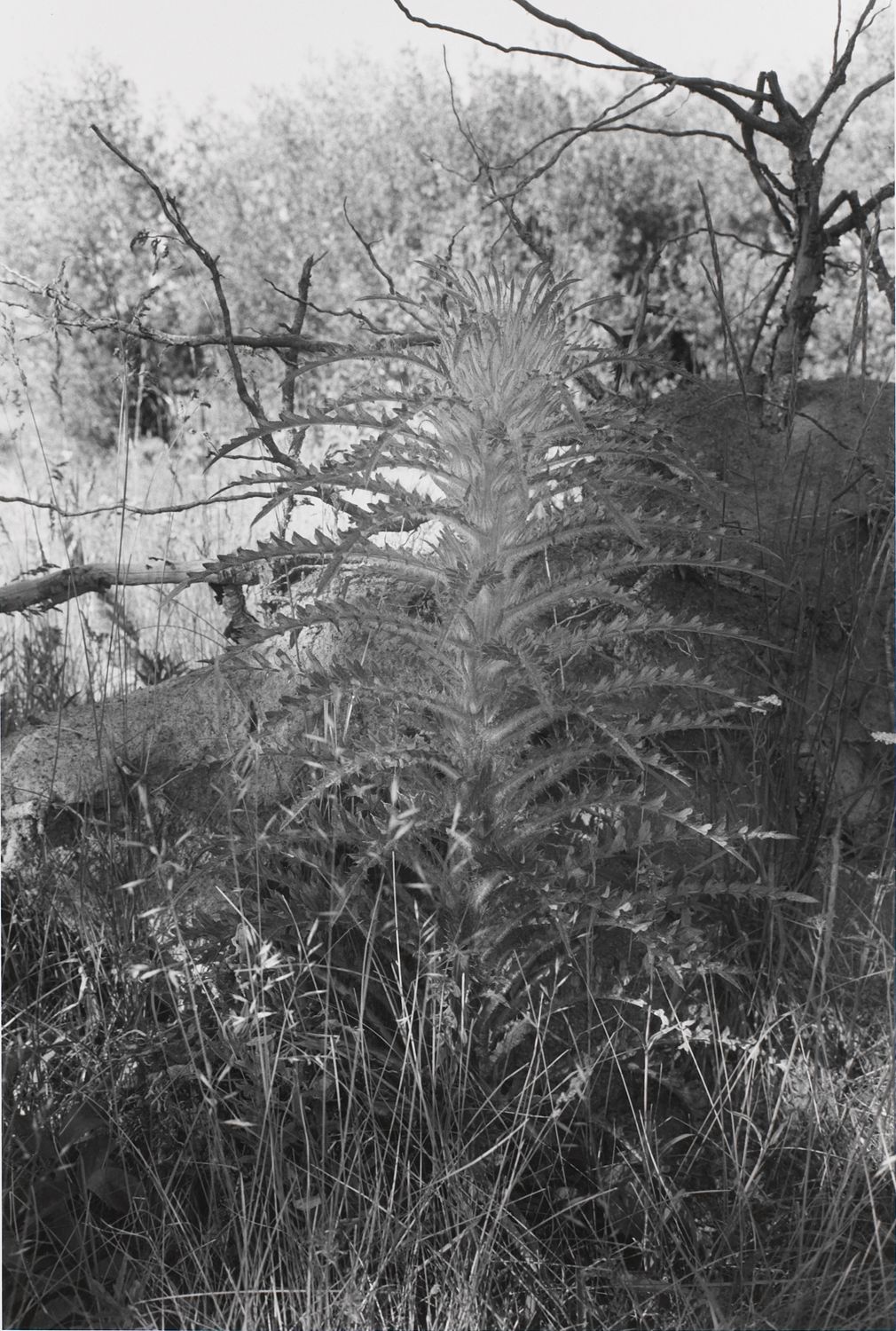 Untitled, West Yellowstone, Wyoming (Tall Weed)