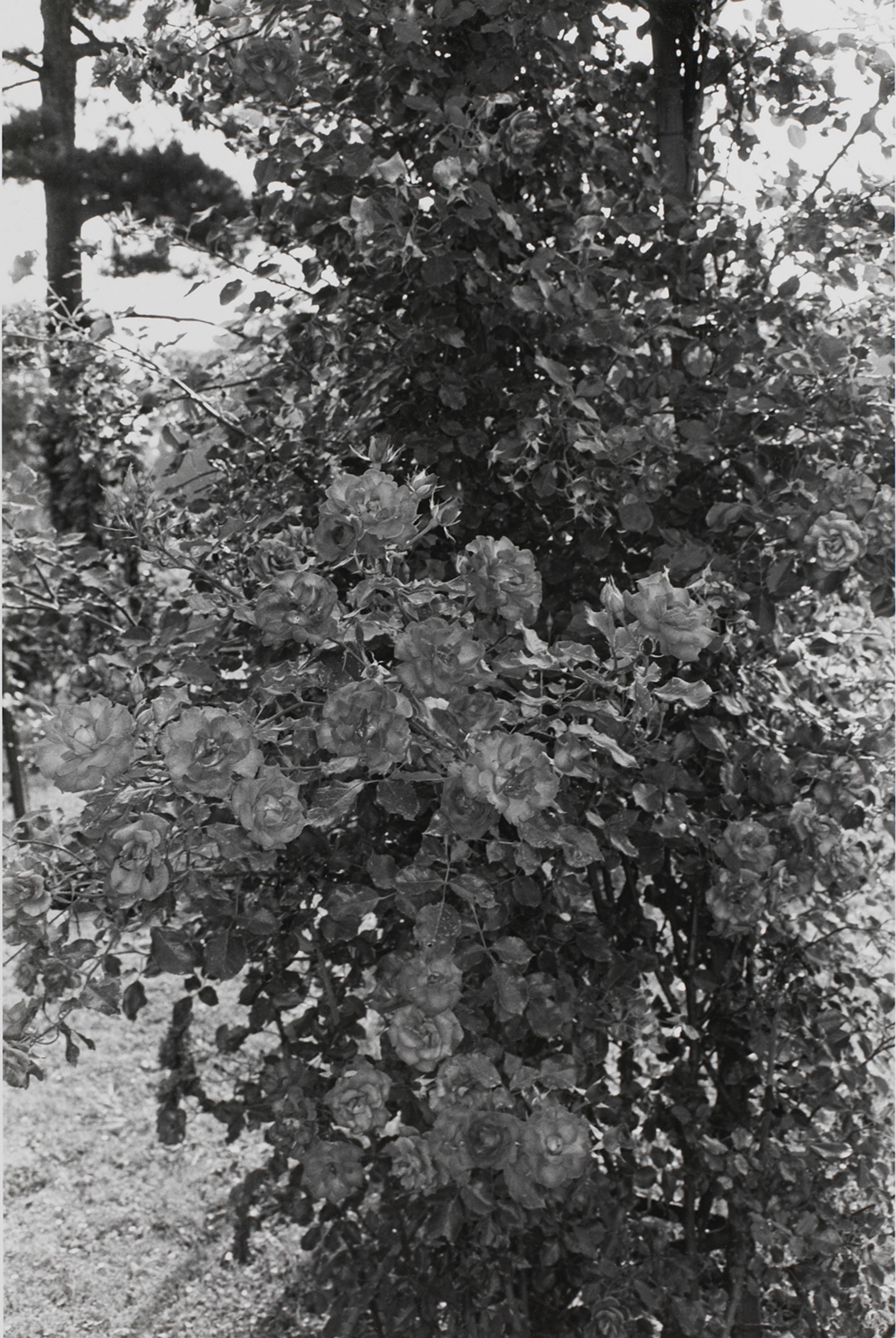 Untitled, Paris (Roses)