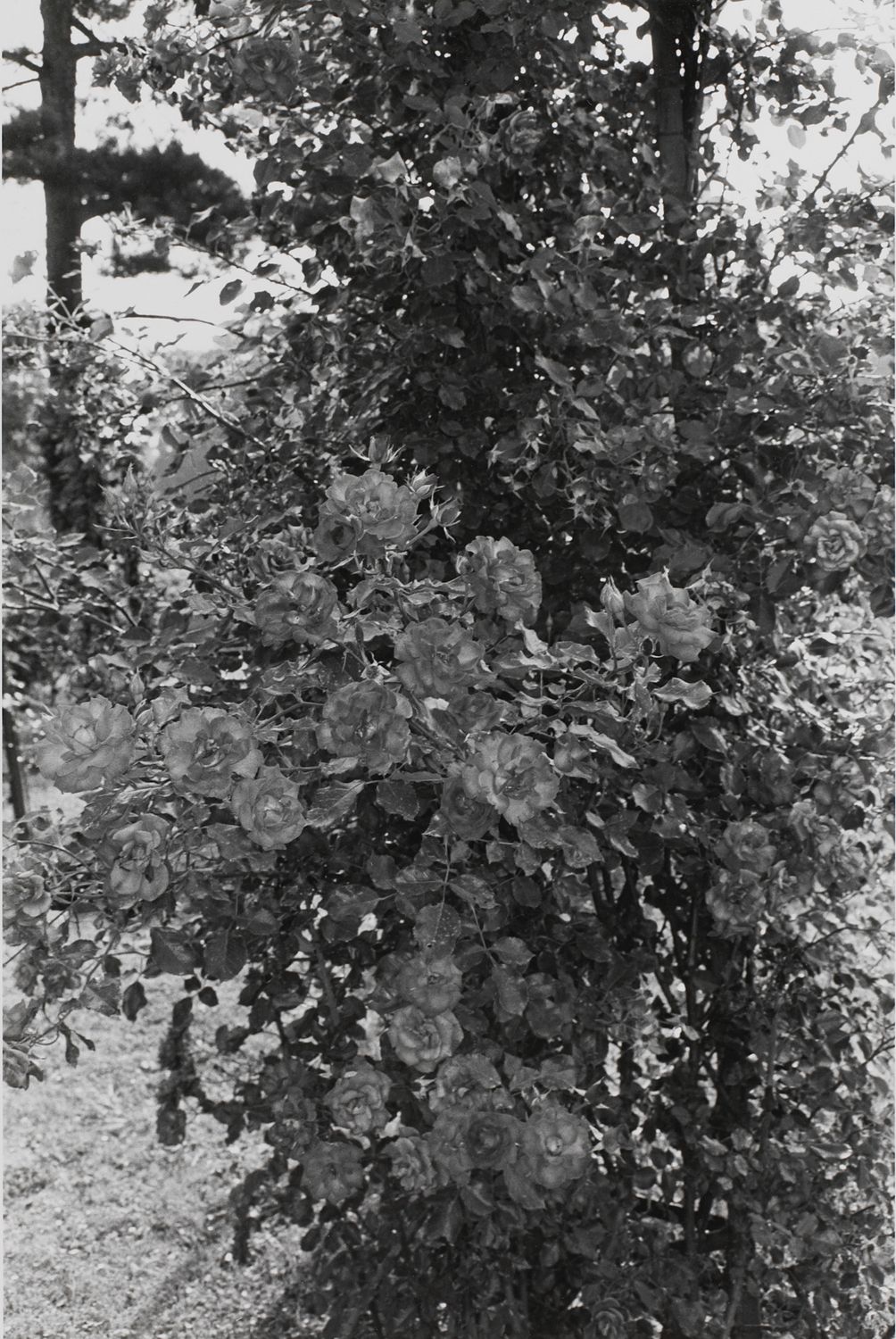 Untitled, Paris (Roses)