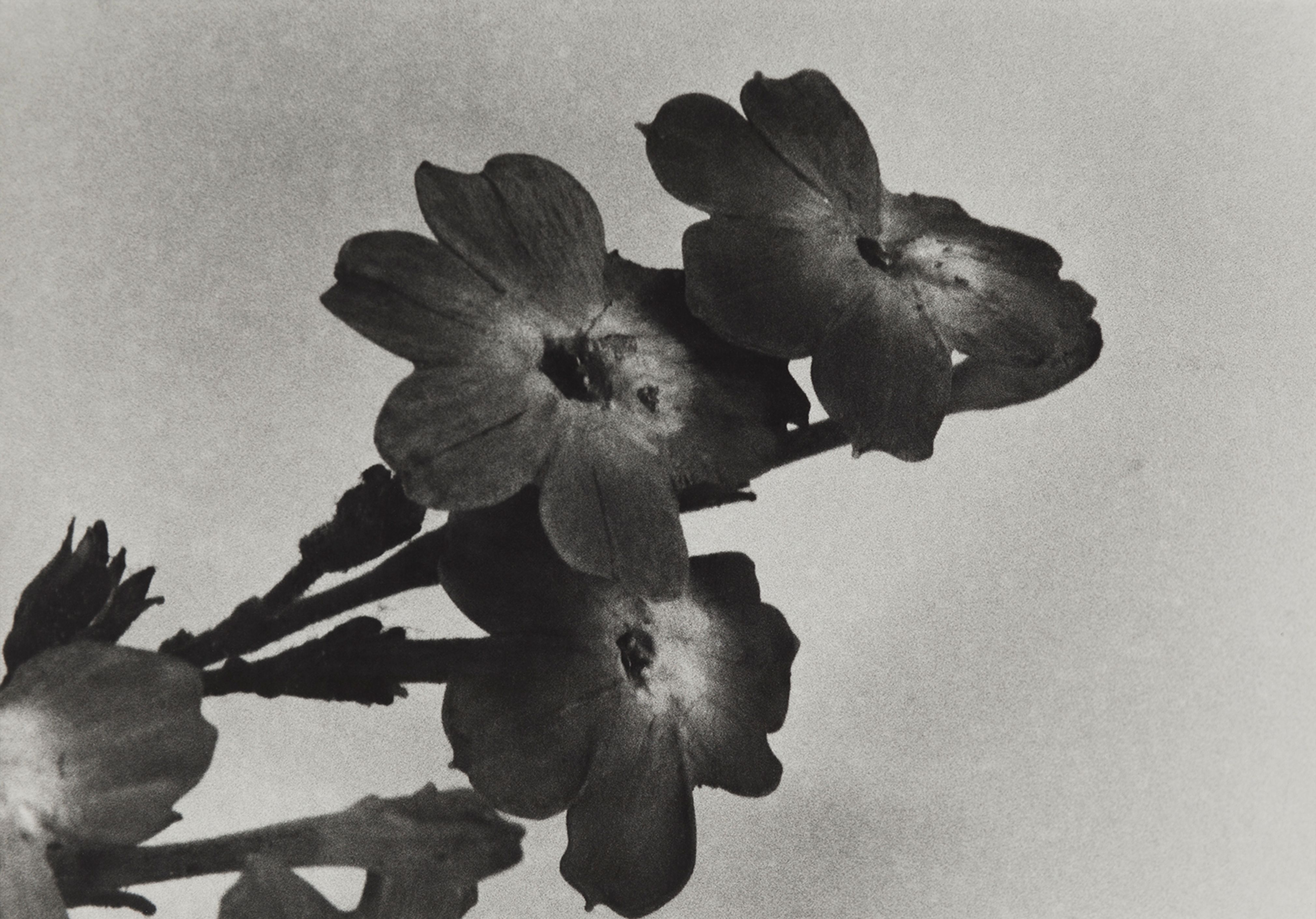Uruguay, 1989
Blaschka Model 175, 1890
Genus no. 7447
Family, Solanaceae
Browallia viscosa HBK