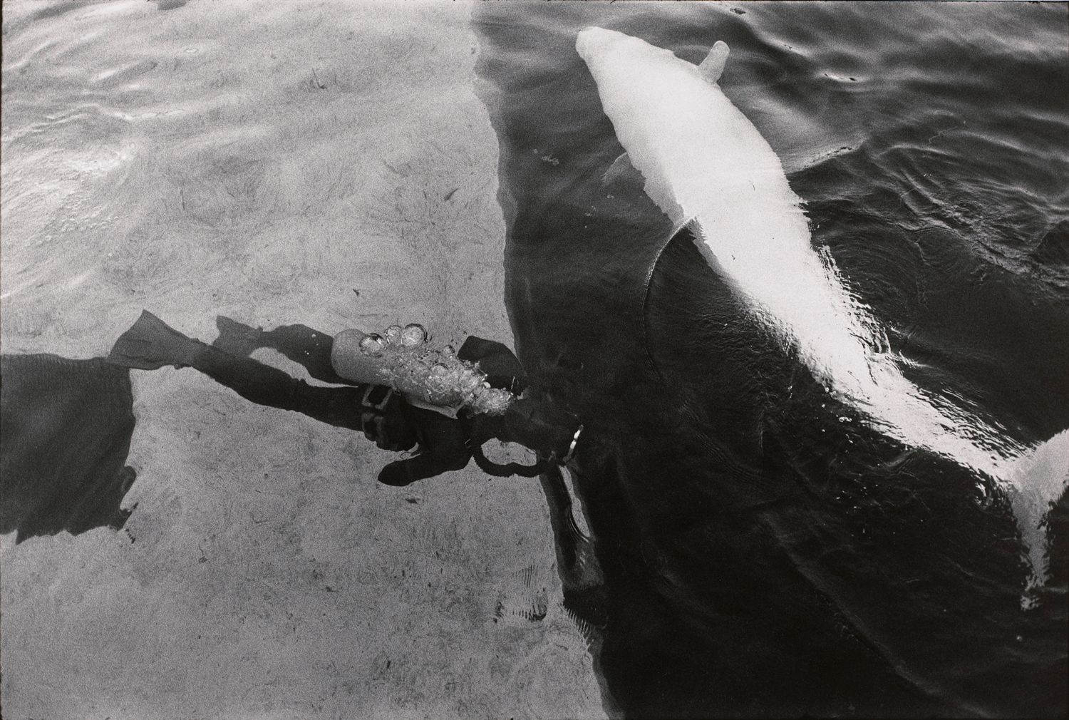 Untitled (A trainer in the water tank with a fish)