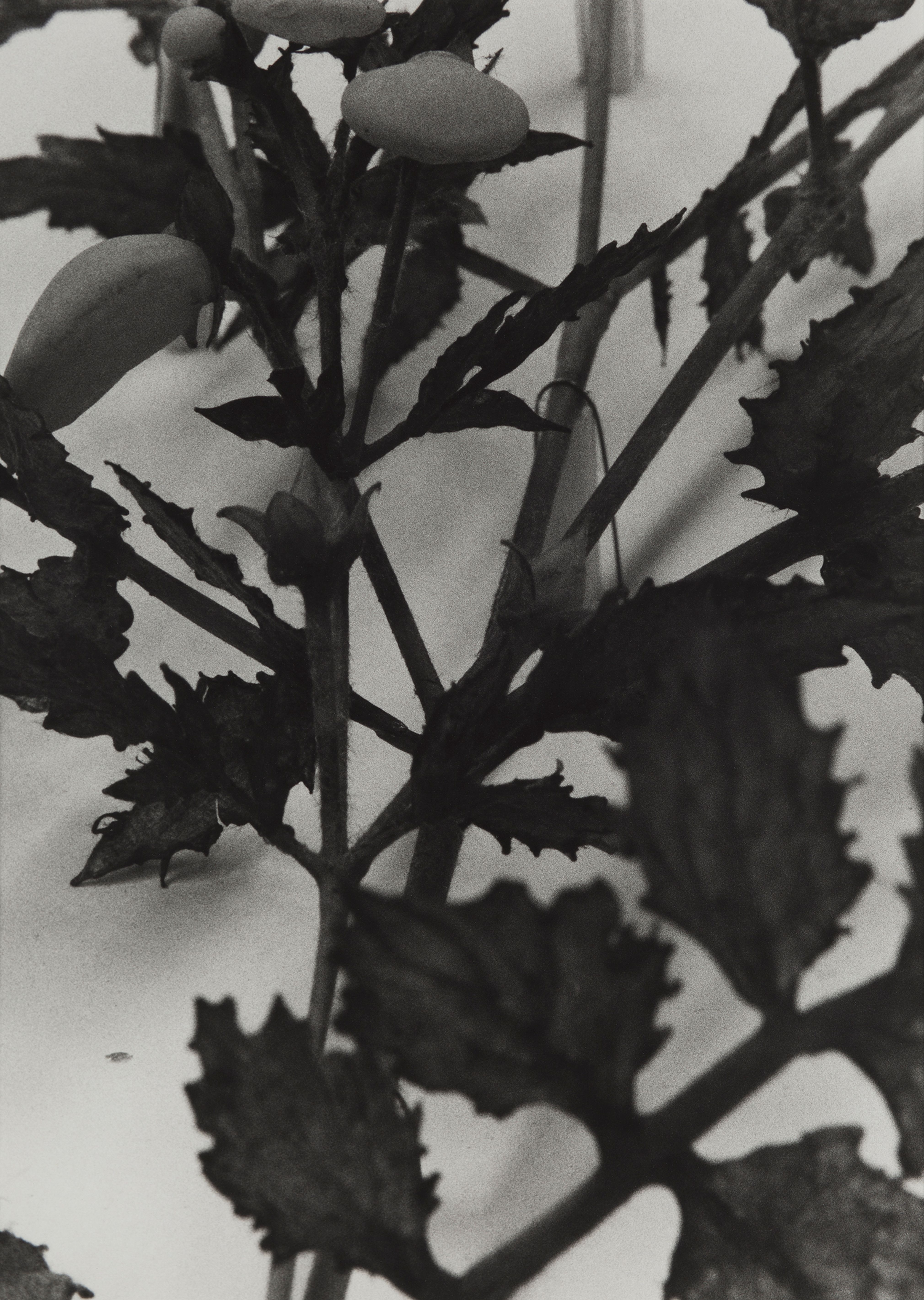 Chile, 1989
Blaschka Model 180, 1890
Genus no. 7474
Family, Scrophulariaceae
Calceolaria scabiosaefolia Roem and Schult.