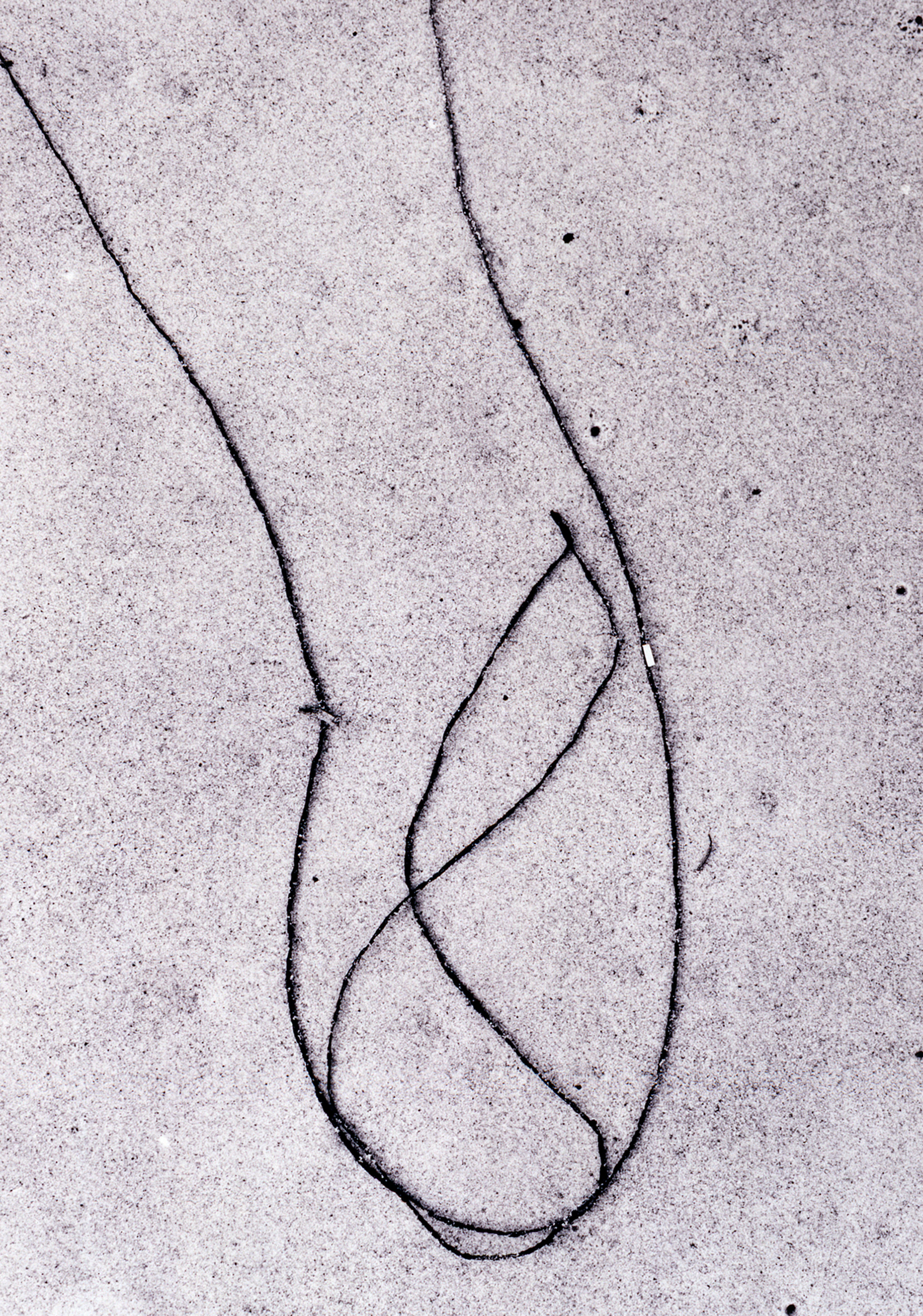 Seaweed 12, 1953