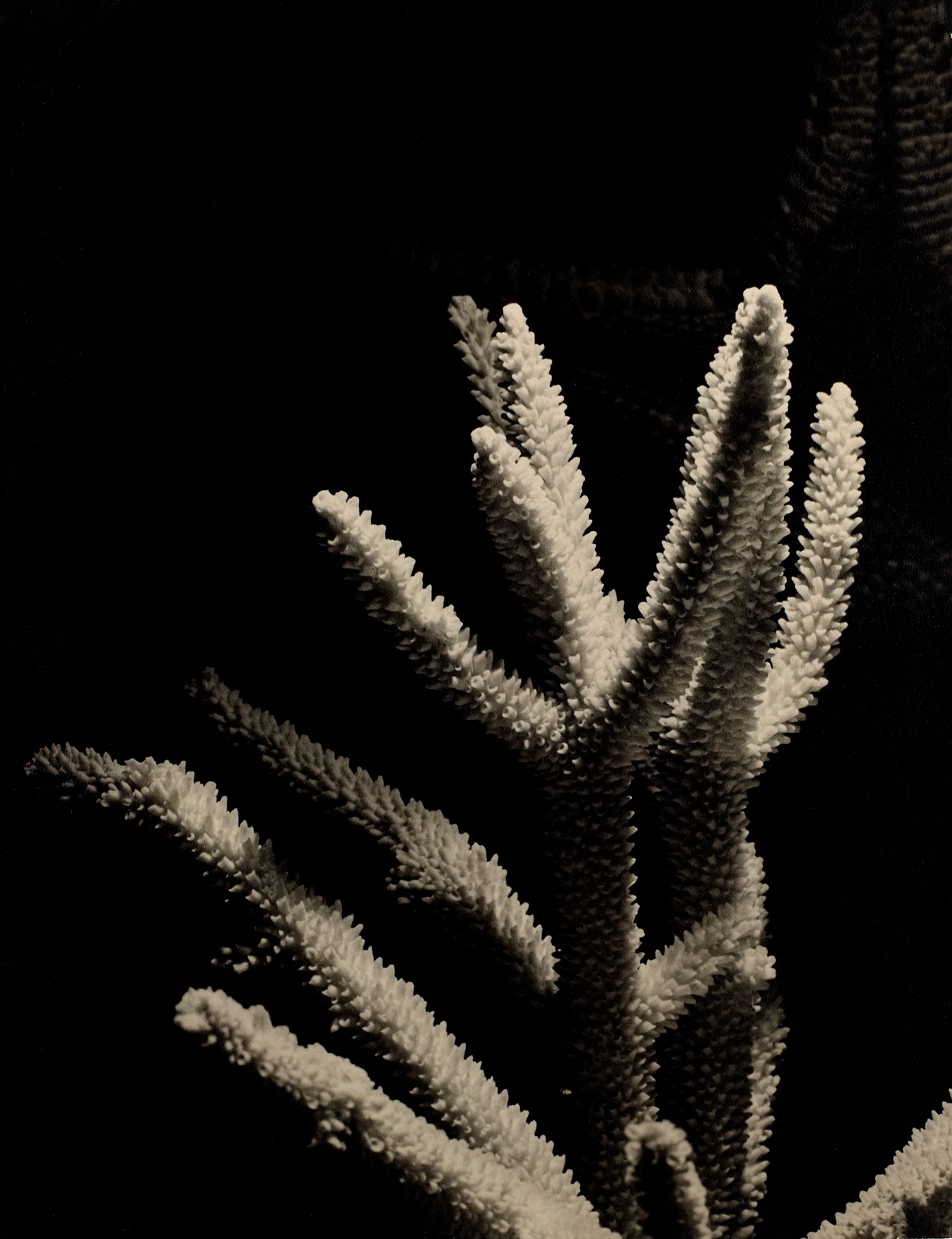 White Coral