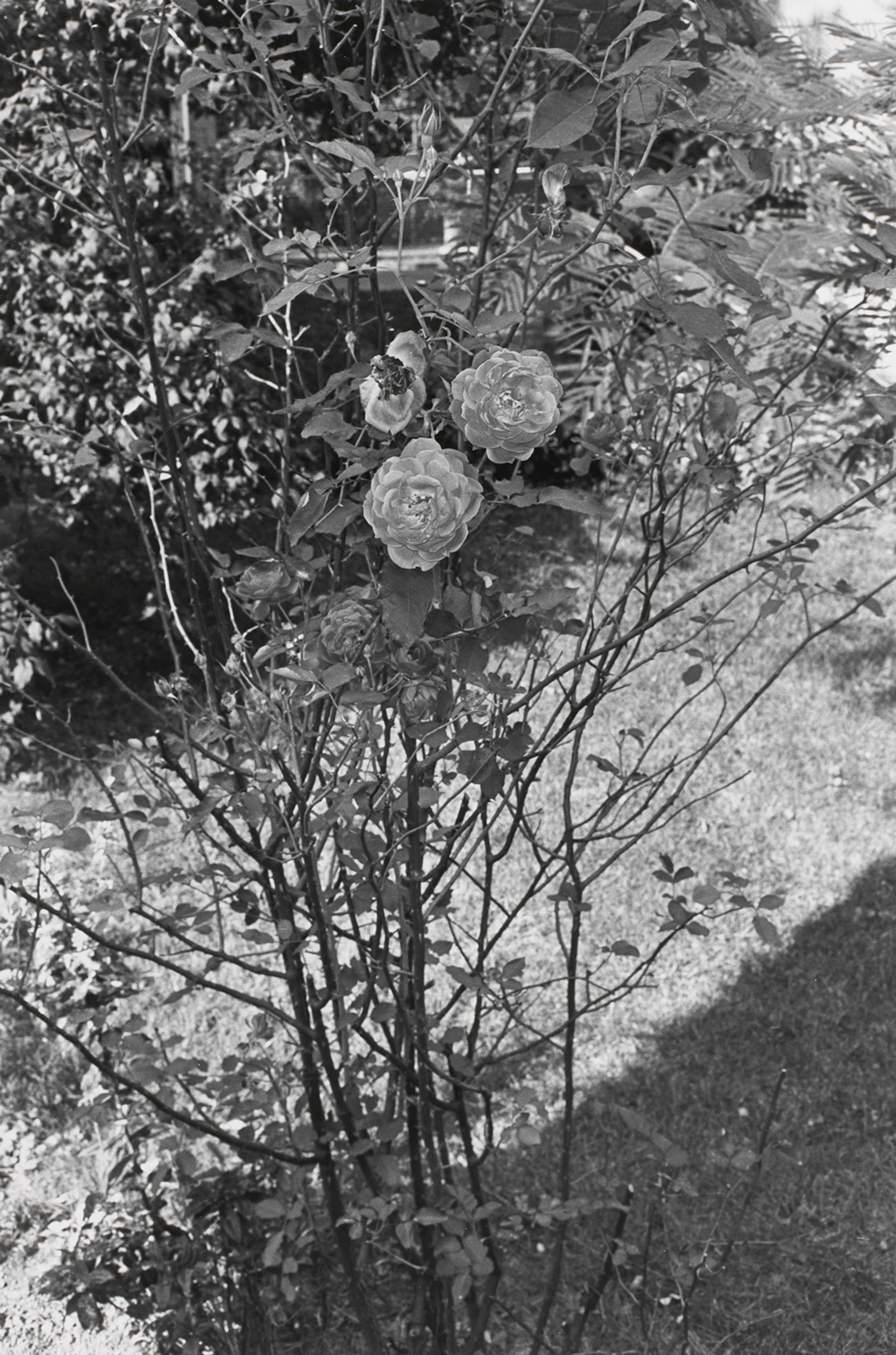 Untitled, Ft. Lee, New Jersey (Three Roses)
