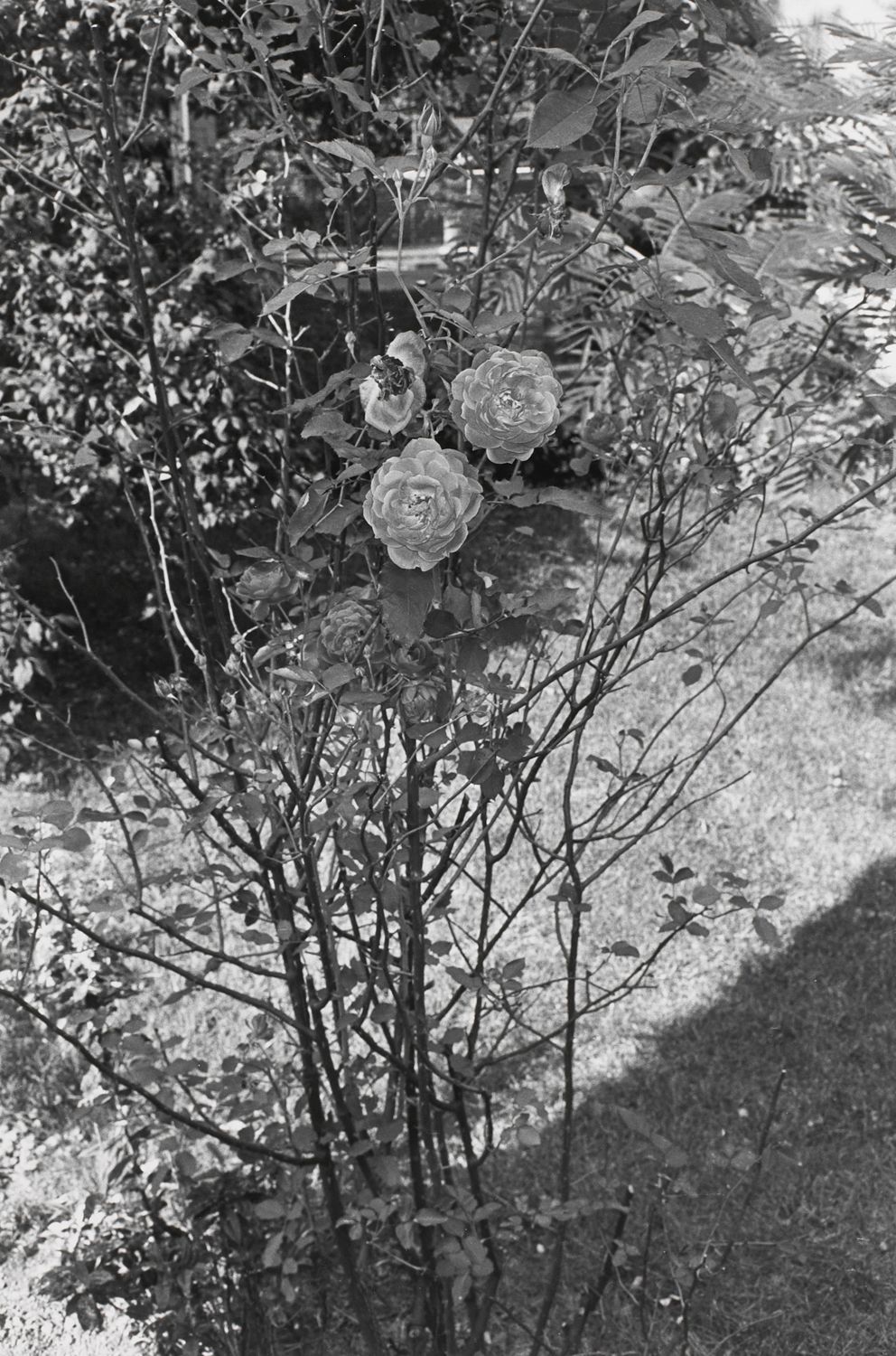 Untitled, Ft. Lee, New Jersey (Three Roses)