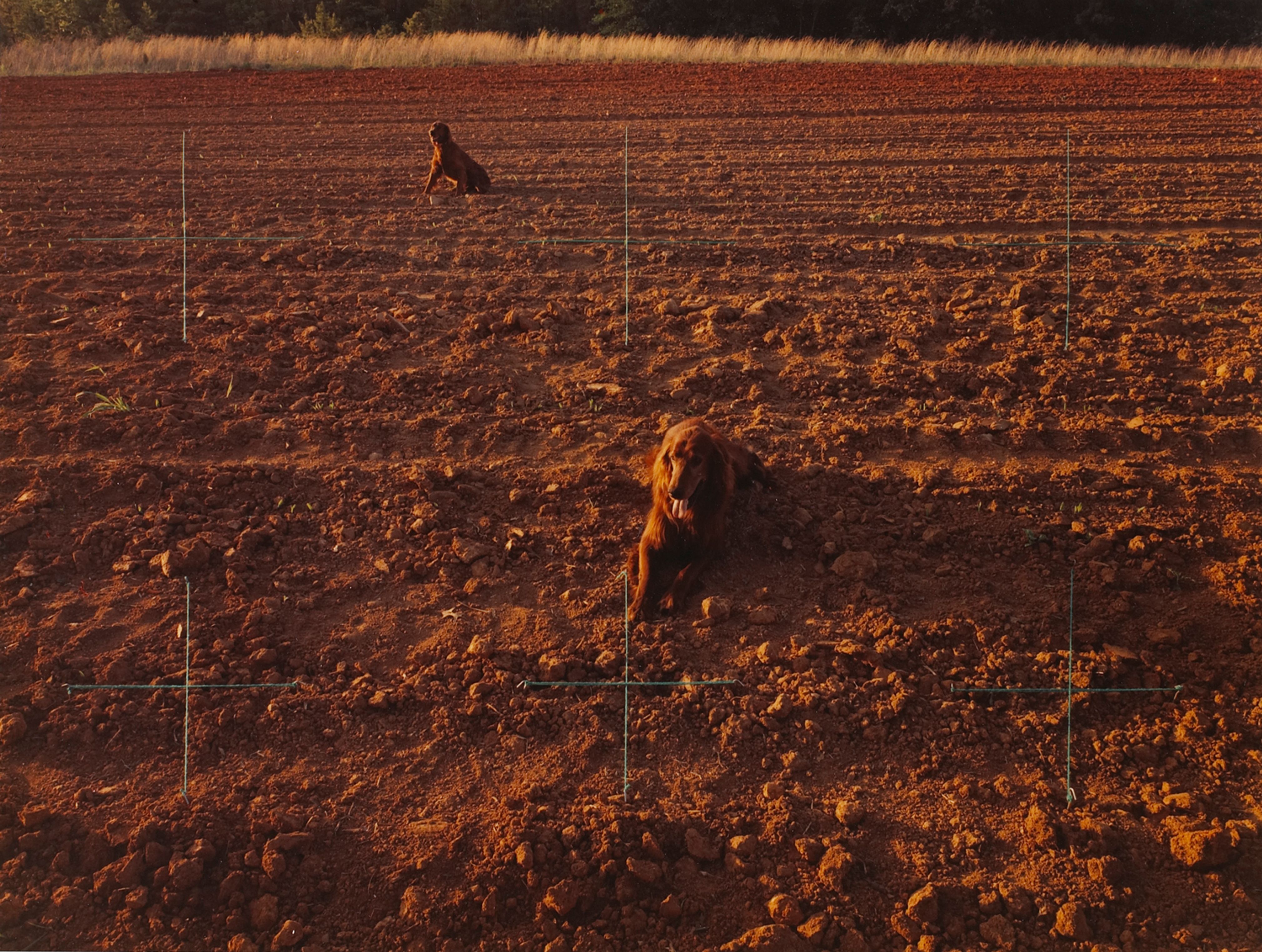 Red Setters in Red Field, Charlotte, North Carolina