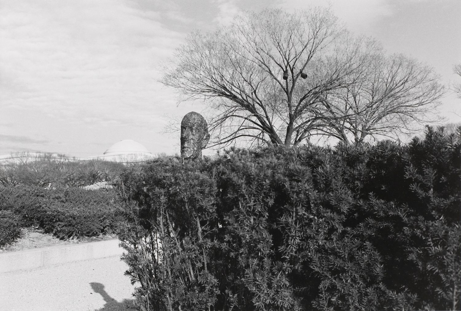 Untitled (Sculpture Head Over Trees)
