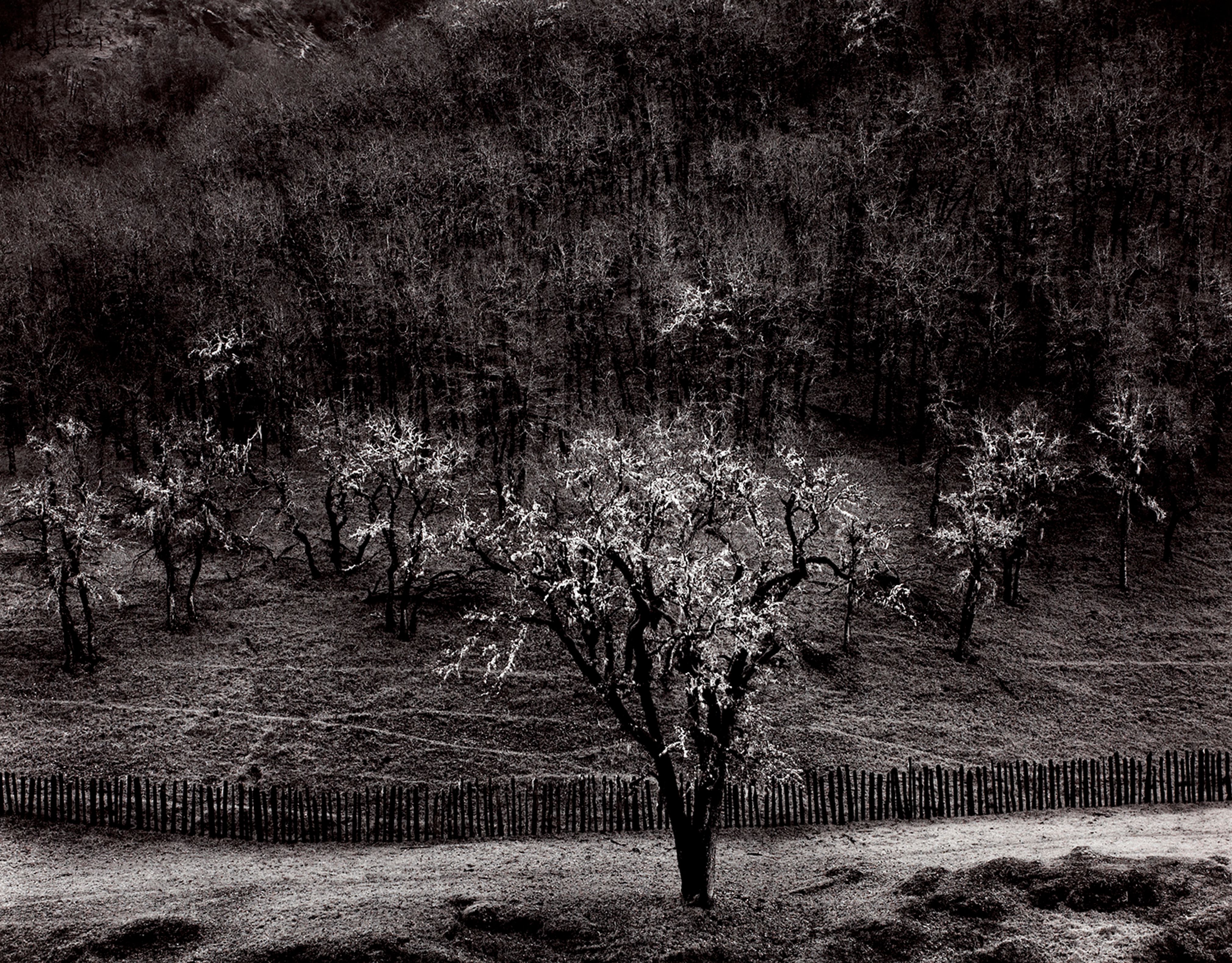 Oaktree, Rain, Sonoma County, California