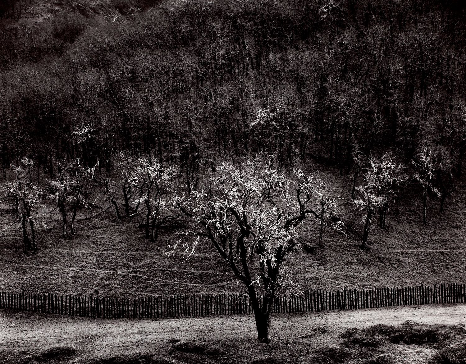 Oaktree, Rain, Sonoma County, California