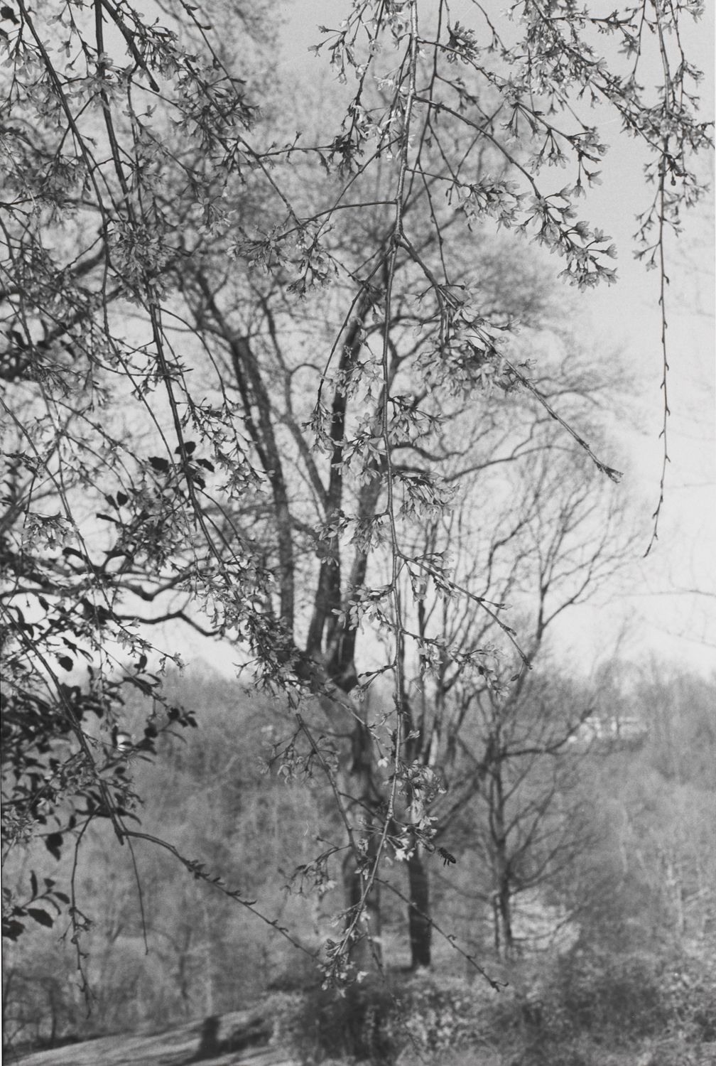 Untitled, Washington, D.C. (Large Black Bee)