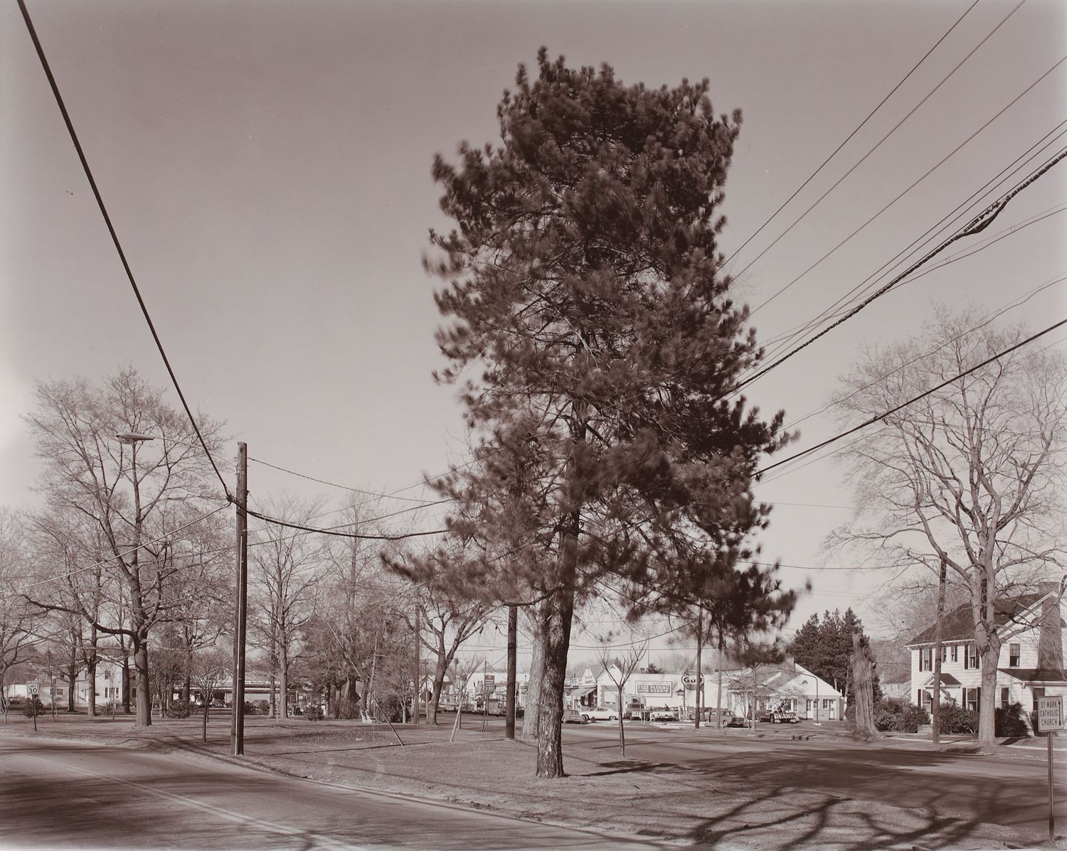Tree, Stratford, Conneticut