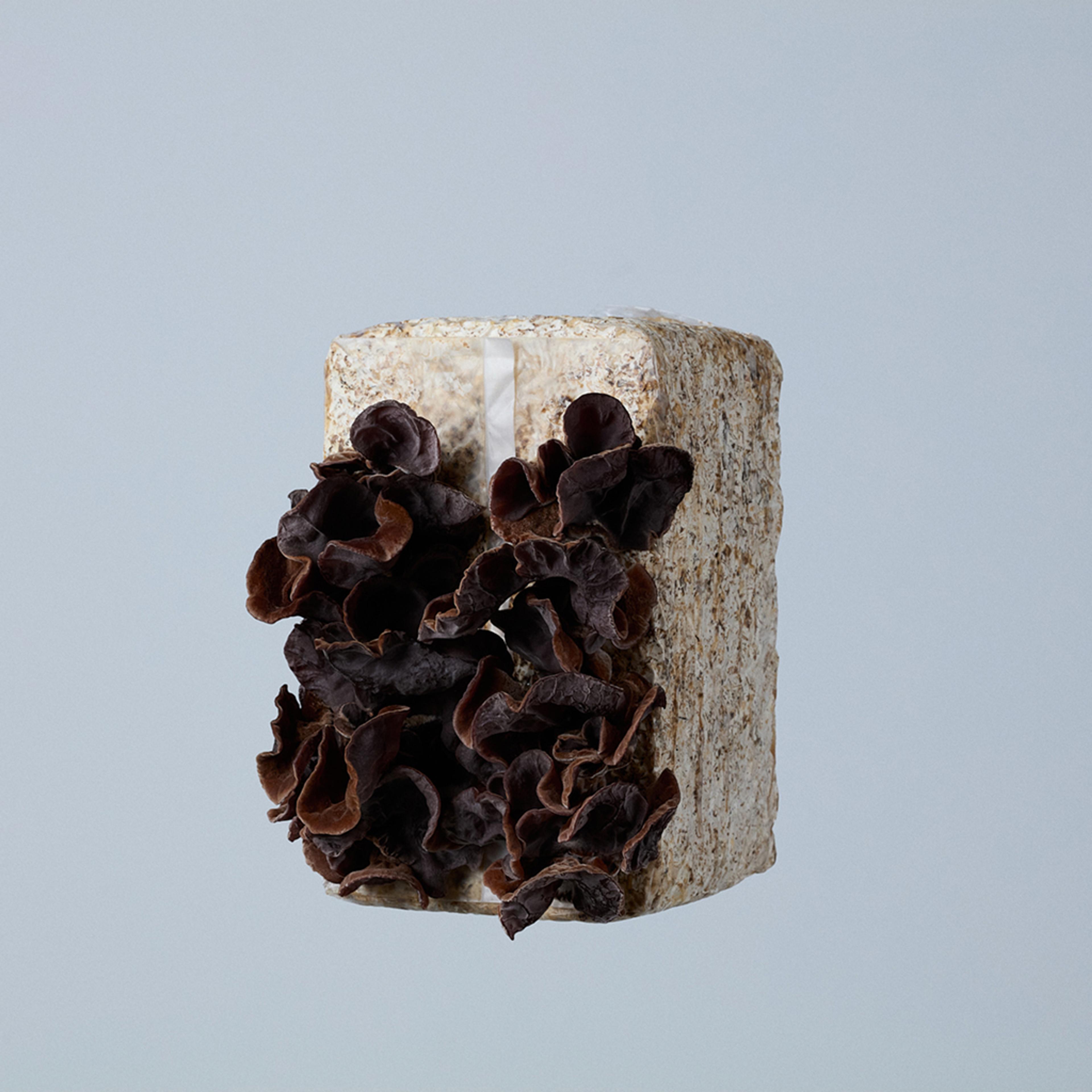 Mushroom Grow Kit
