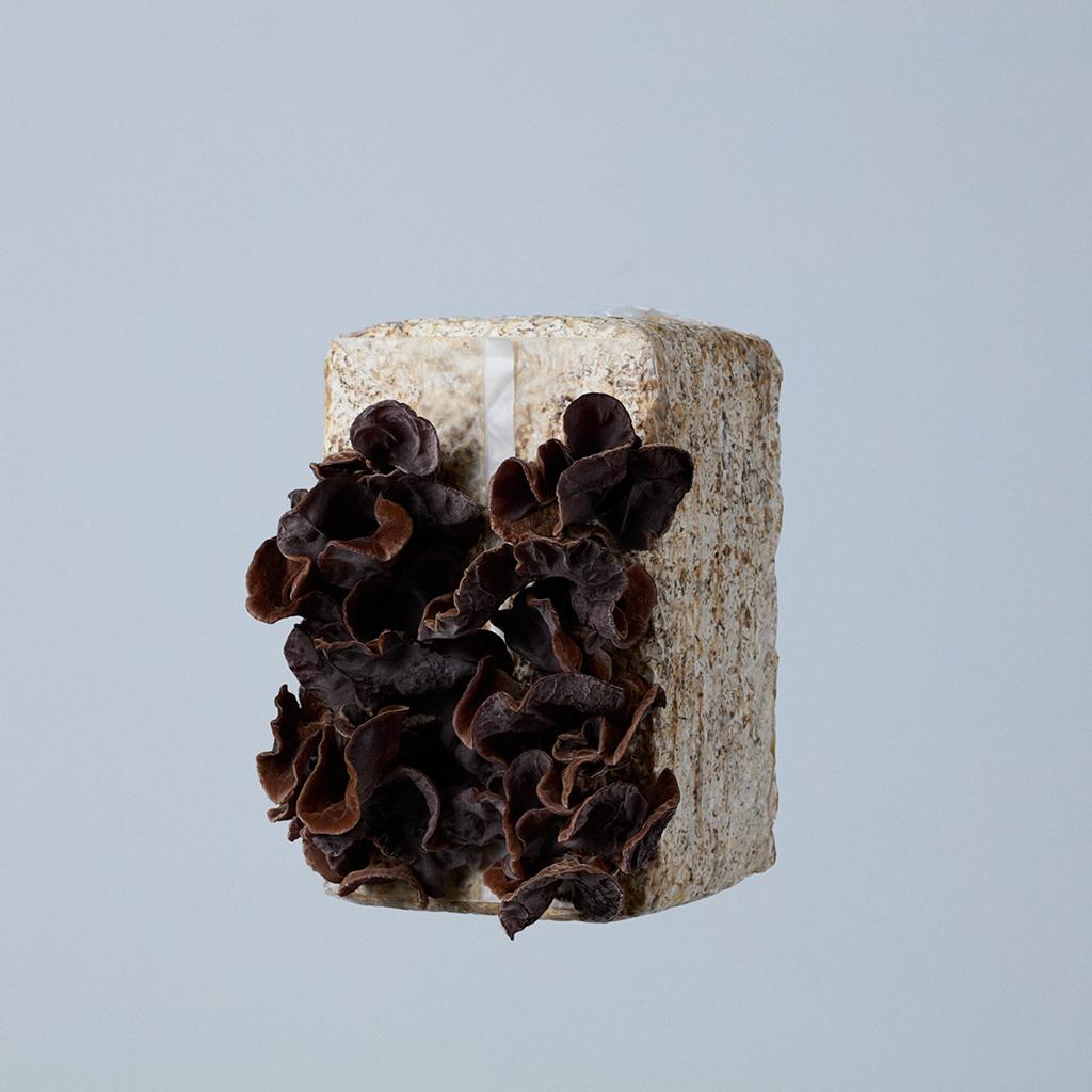 Mushroom Grow Kit