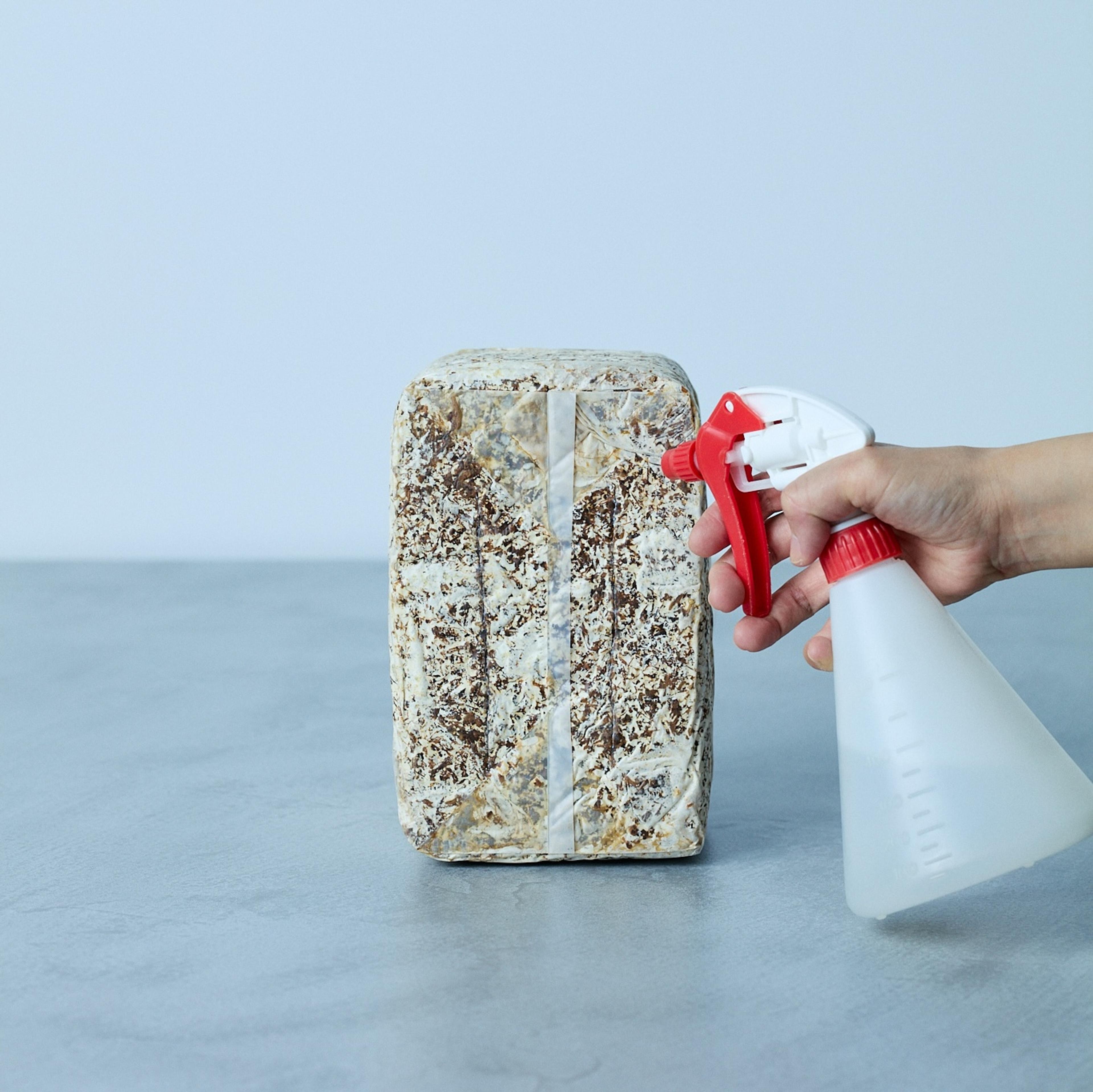 切り込みに霧吹きで水をかける様子